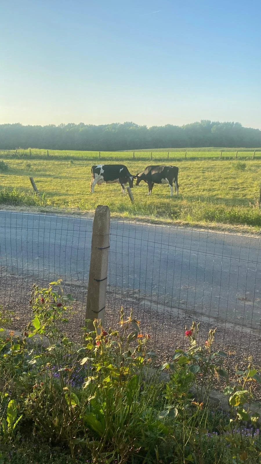 WhatsApp Image 2023-06-27 at 11.57.35.jpeg