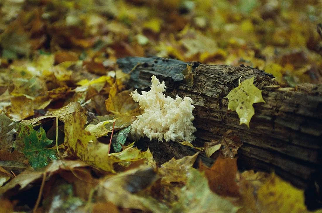 Fungus growing on decayed wood surrounded by fallen autumn leaves.