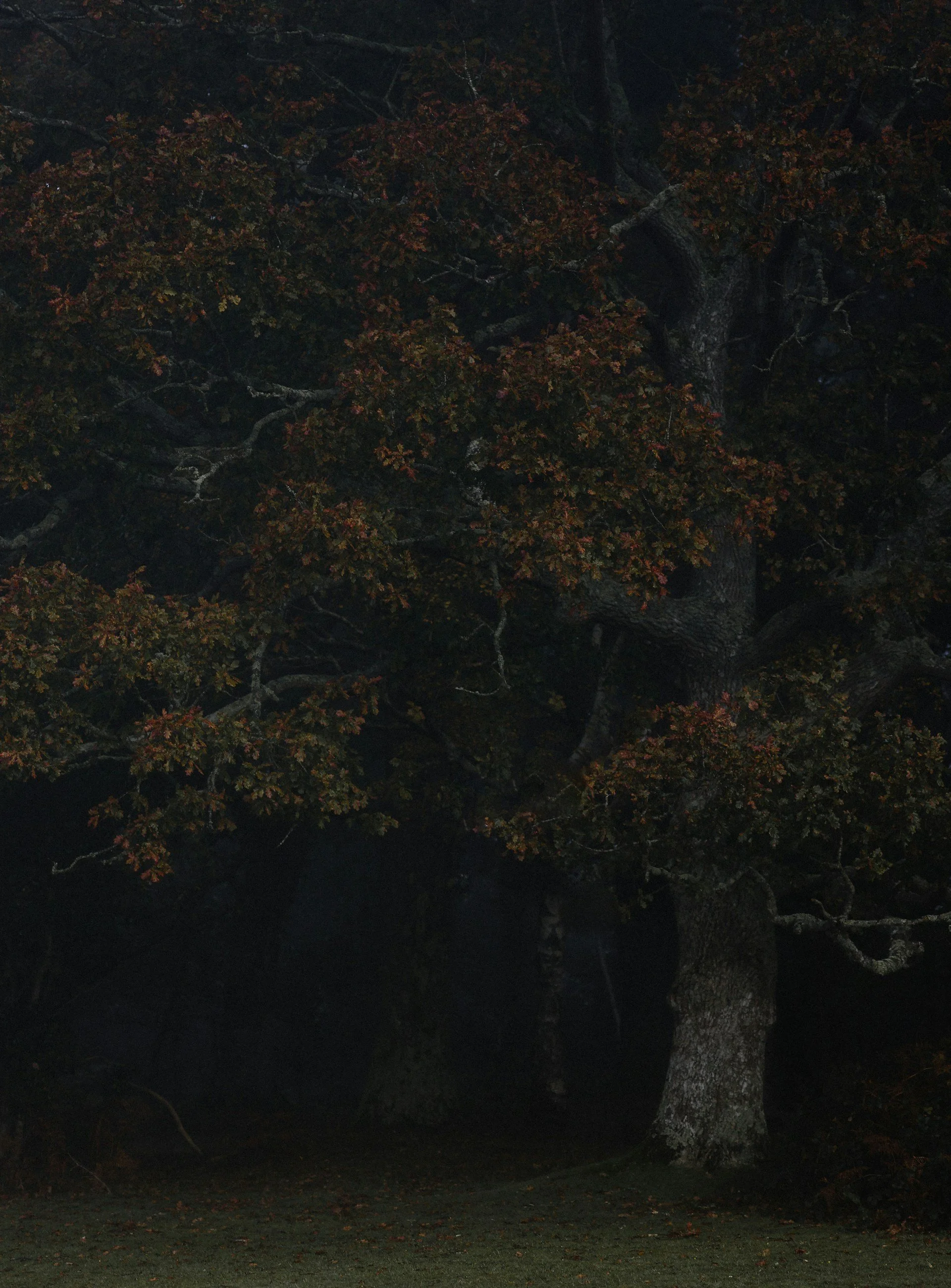 Large tree with thick trunk and spreading branches in darkness at night, with fall-colored leaves.