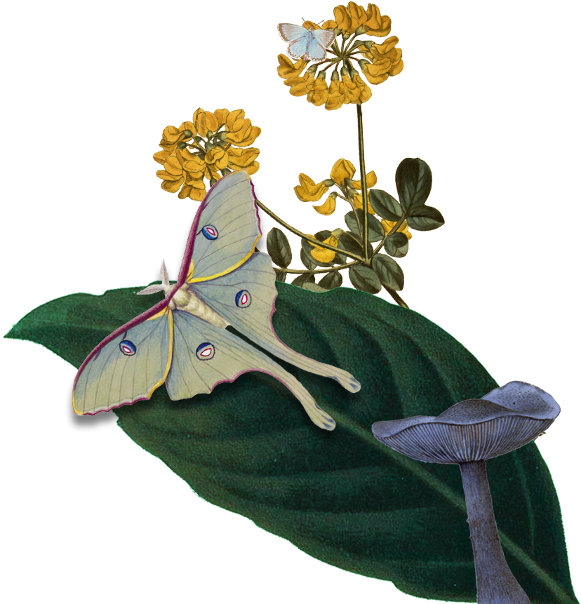 collage of a moth standing on a leave, with a mushroom and yellow flowers blossoming