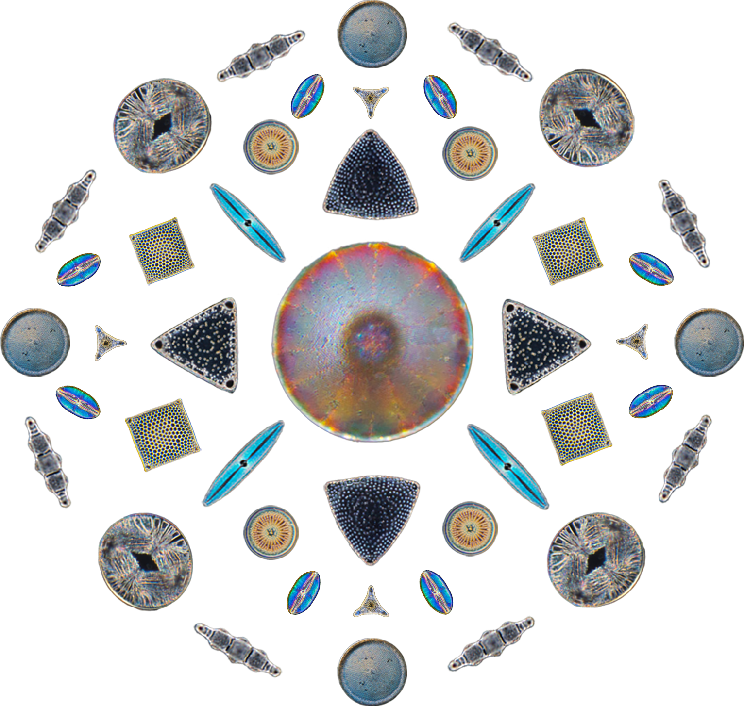 A circular arrangement of various microscopic objects, including diatoms and other tiny silica structures, displayed in a symmetrical pattern.