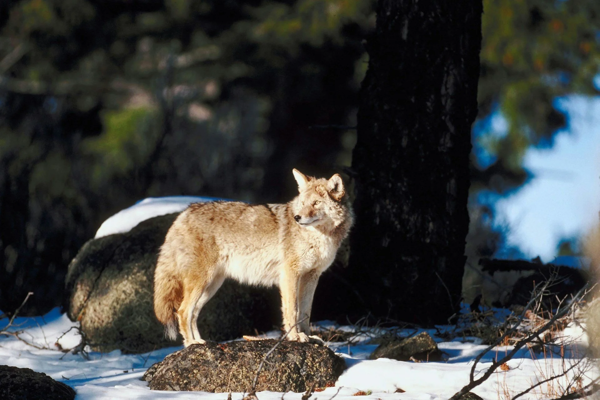 A wolf standing on a snow-covered ground near a large tree in a forest, with sunlight illuminating its fur.