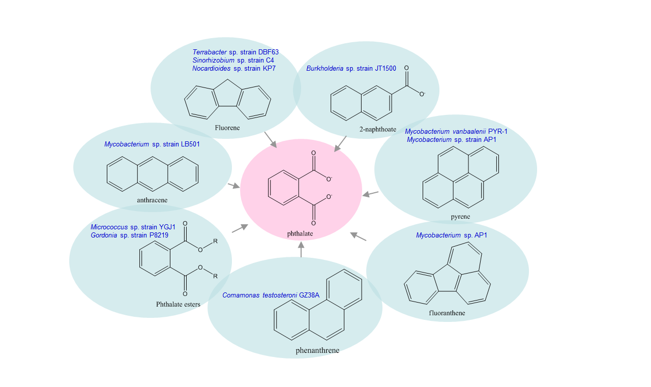 PAH to phthalate.png