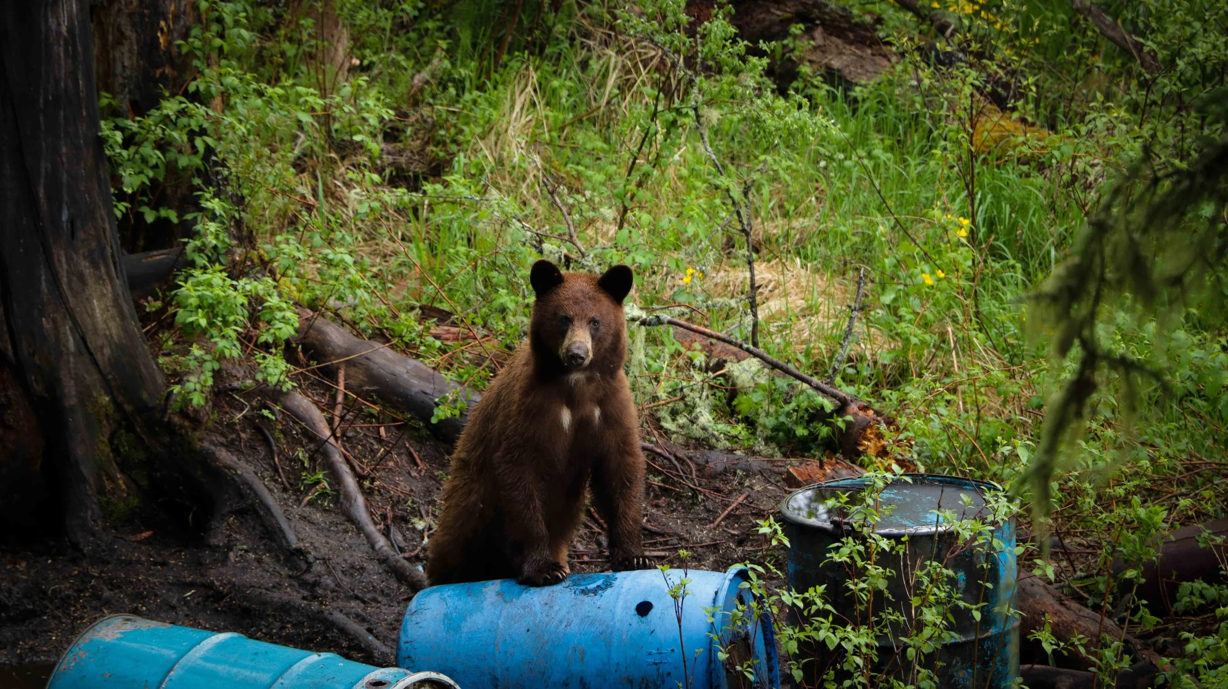 Bear Standing at Attention