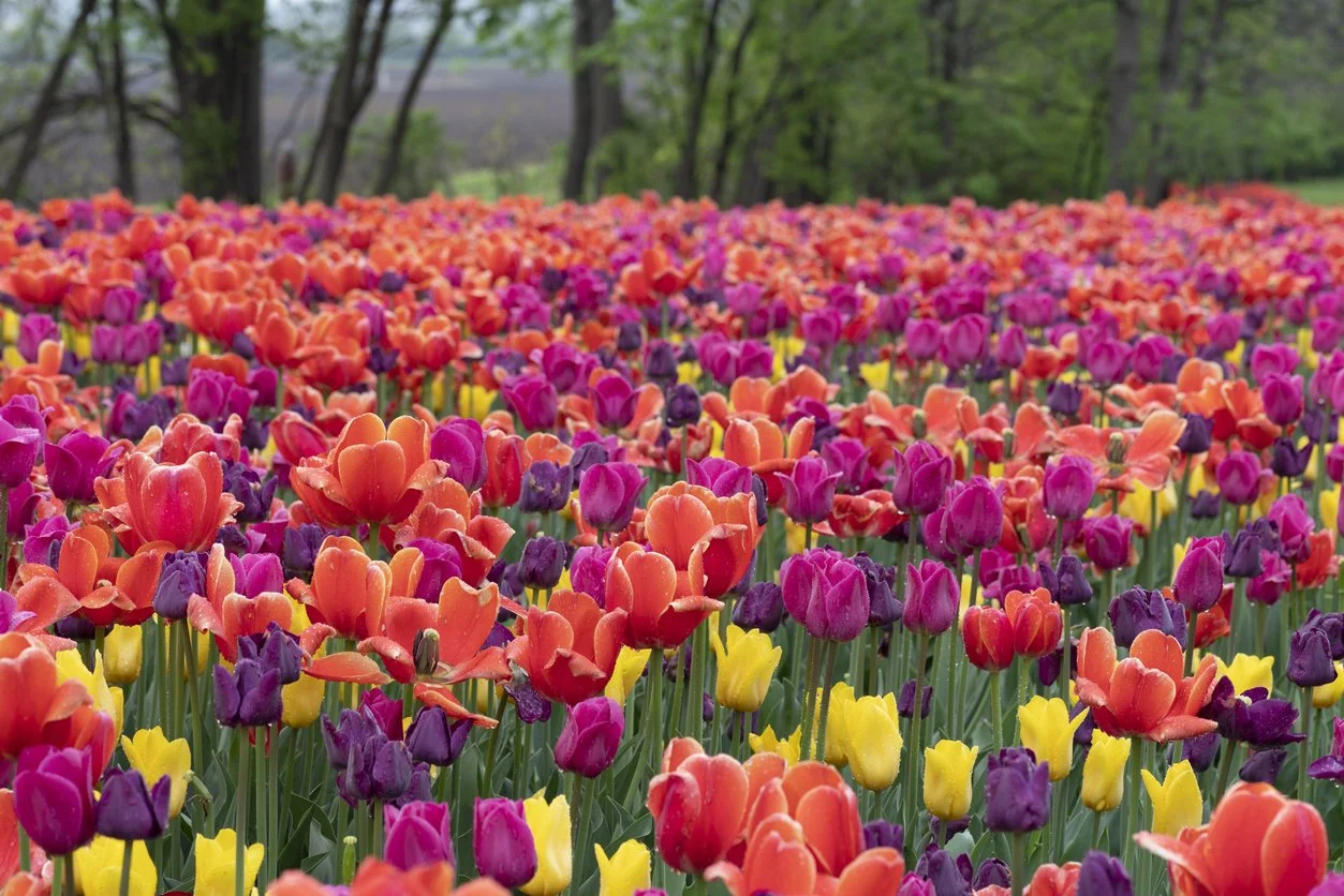 St. Paul's - Tulips.jpg