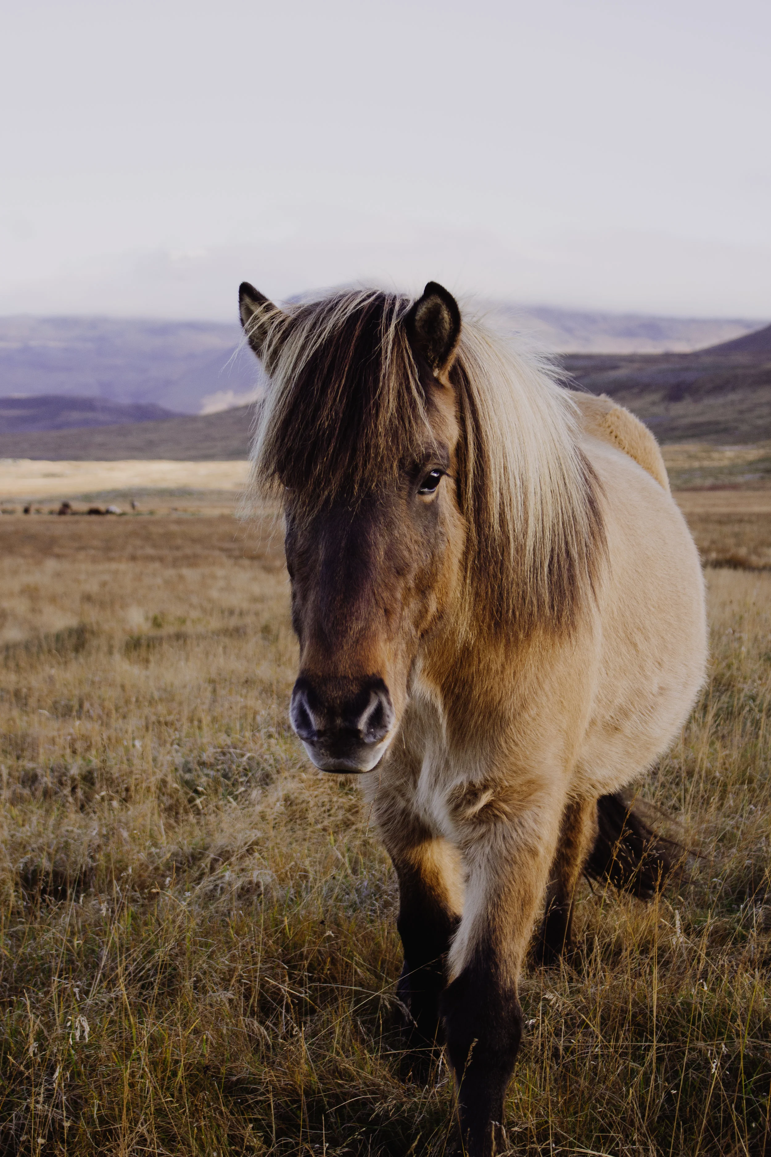 horse-2.jpg