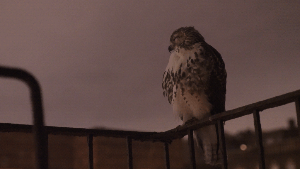 09272019_HforHawk_MD_DailyEmonome.gif