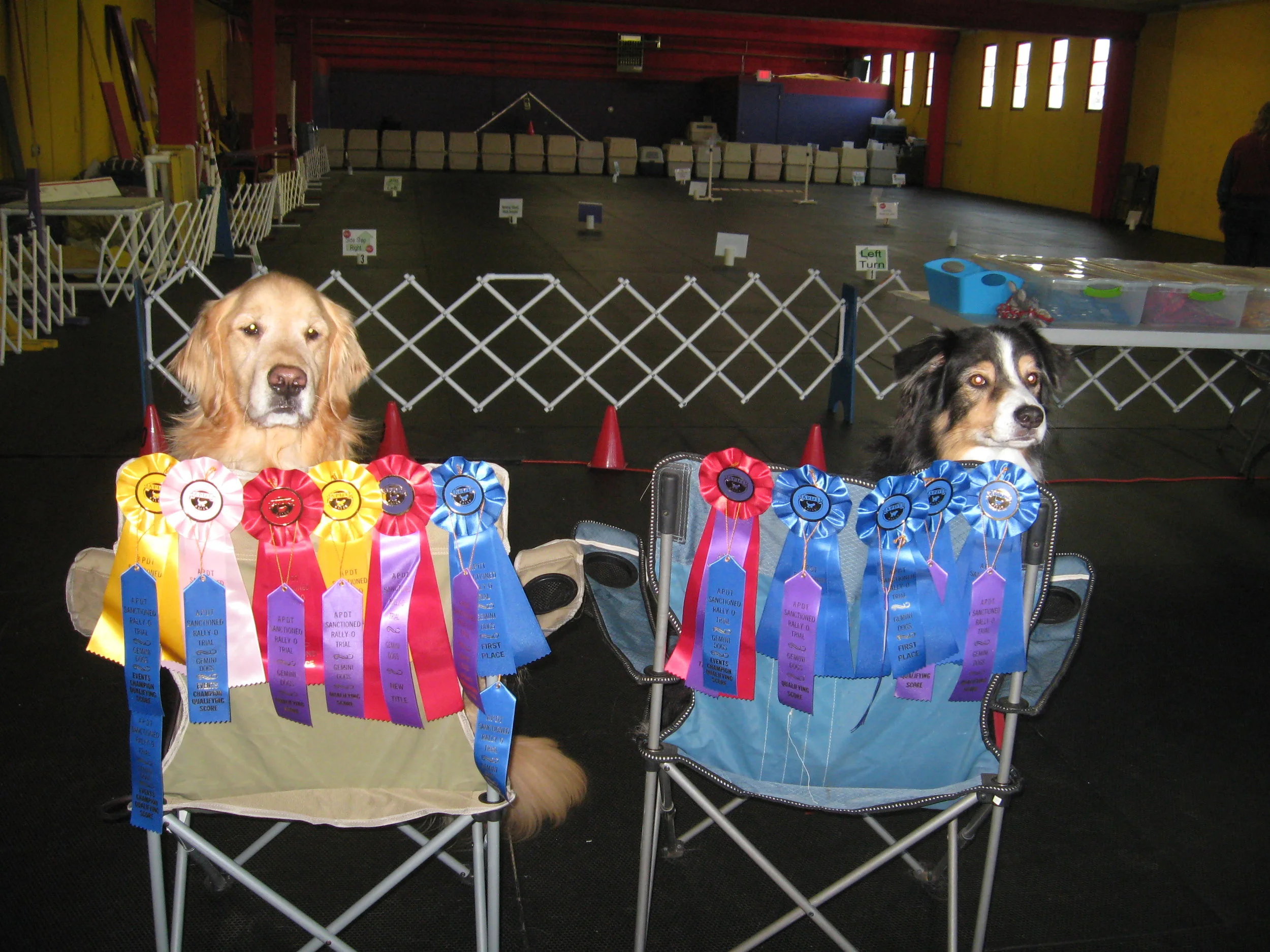 PRdogs at work 013.jpg
