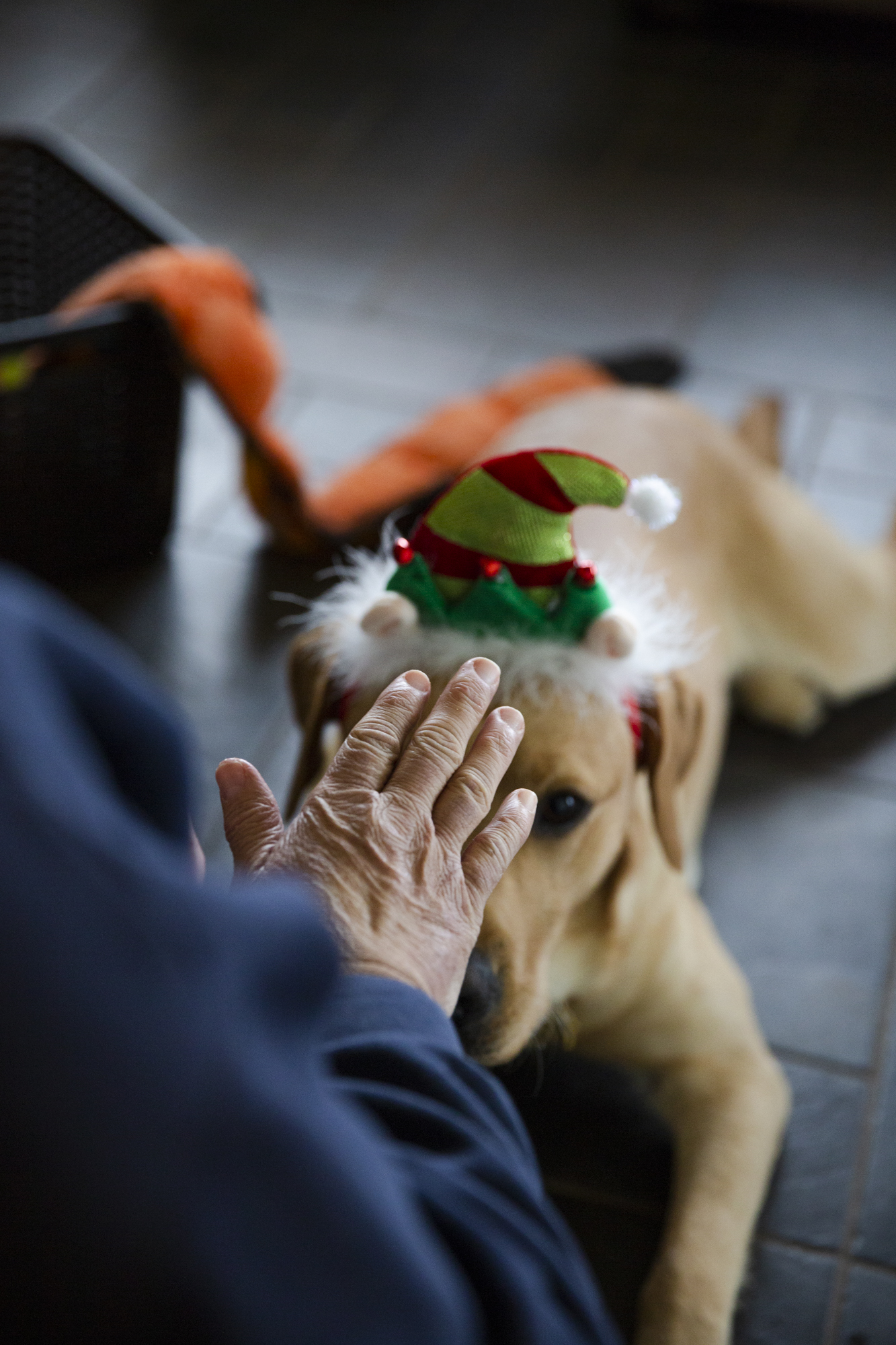  Cindy tells Brody to stay while he's wearing elf ears and a hat in Cindy's home in Northern Chili, NY, Nov 30, 2018. Although not formally trainers, Guiding Eyes raisers teach basic hand gesture commands standard to the Guiding Eyes training regime.