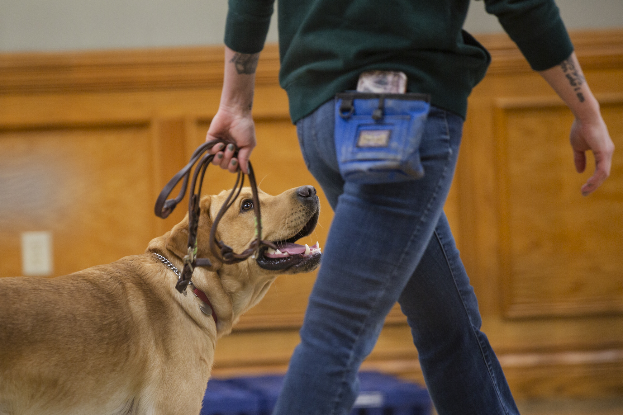  Brody checks in with a trainer during the IFT at the Guiding Eyes facility in Yorktown Heights, NY, Dec 4, 2018. The IFT, a ten-minute test of the dog's temperament, house manners, and understanding of basic commands, determines whether the dog is f