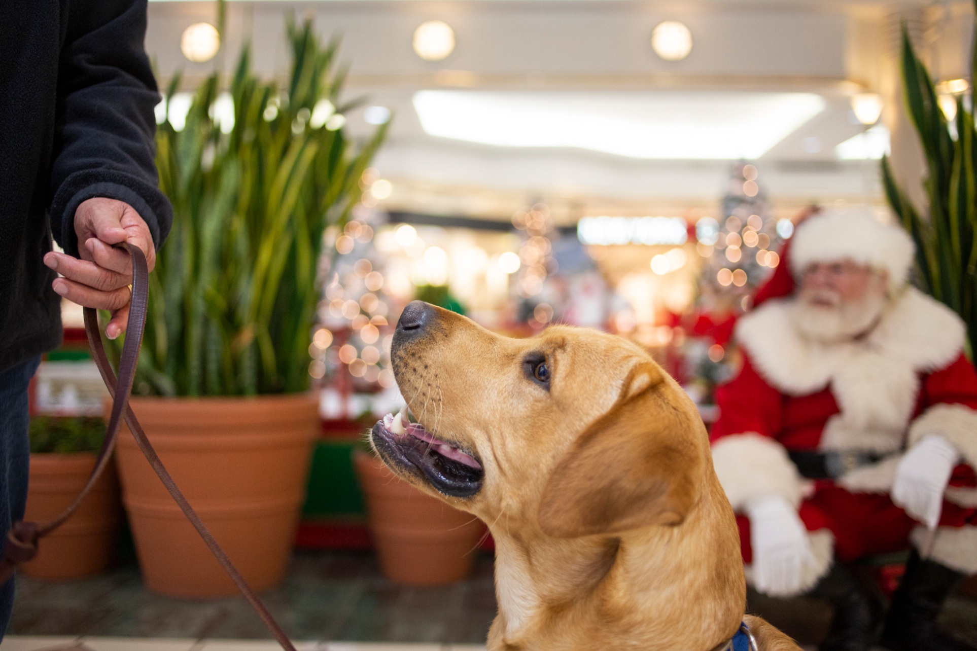  Brody checks in with Cindy while visiting Santa during a Guiding Eyes outing to Eastview Mall in Victor, NY Nov 26, 2018. The eye contact maintained between Cindy and Brody called "checking in" is an exercise of keeping focused in situations full of
