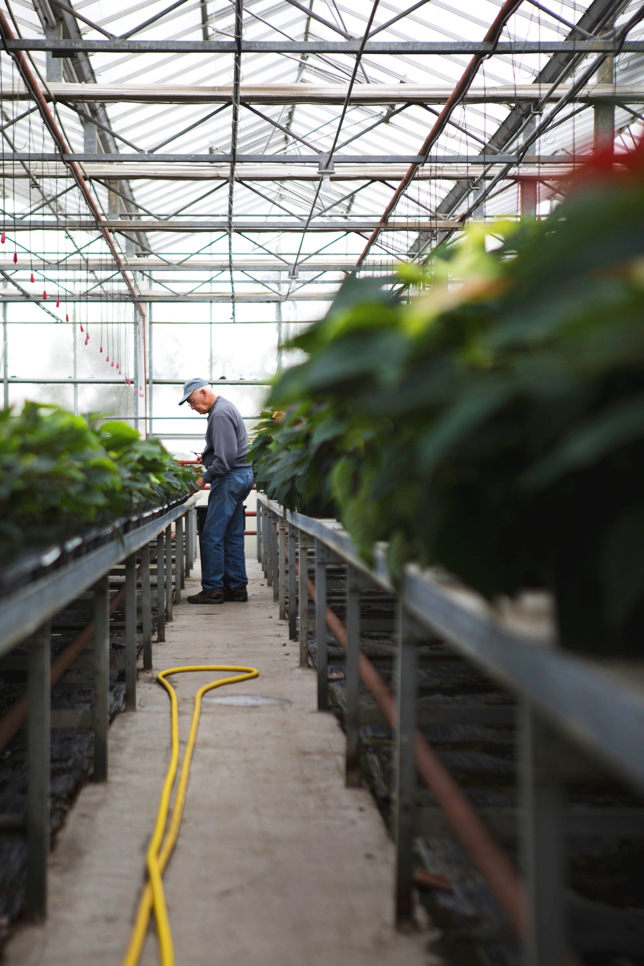  Harry Lockwood, co-owner of Lockwood's Garden Center, trims poinsettias October 25, 2018. Harry and his son, Steve Lockwood, work together every daily to maintain the family business’s greenhouses and groves. 