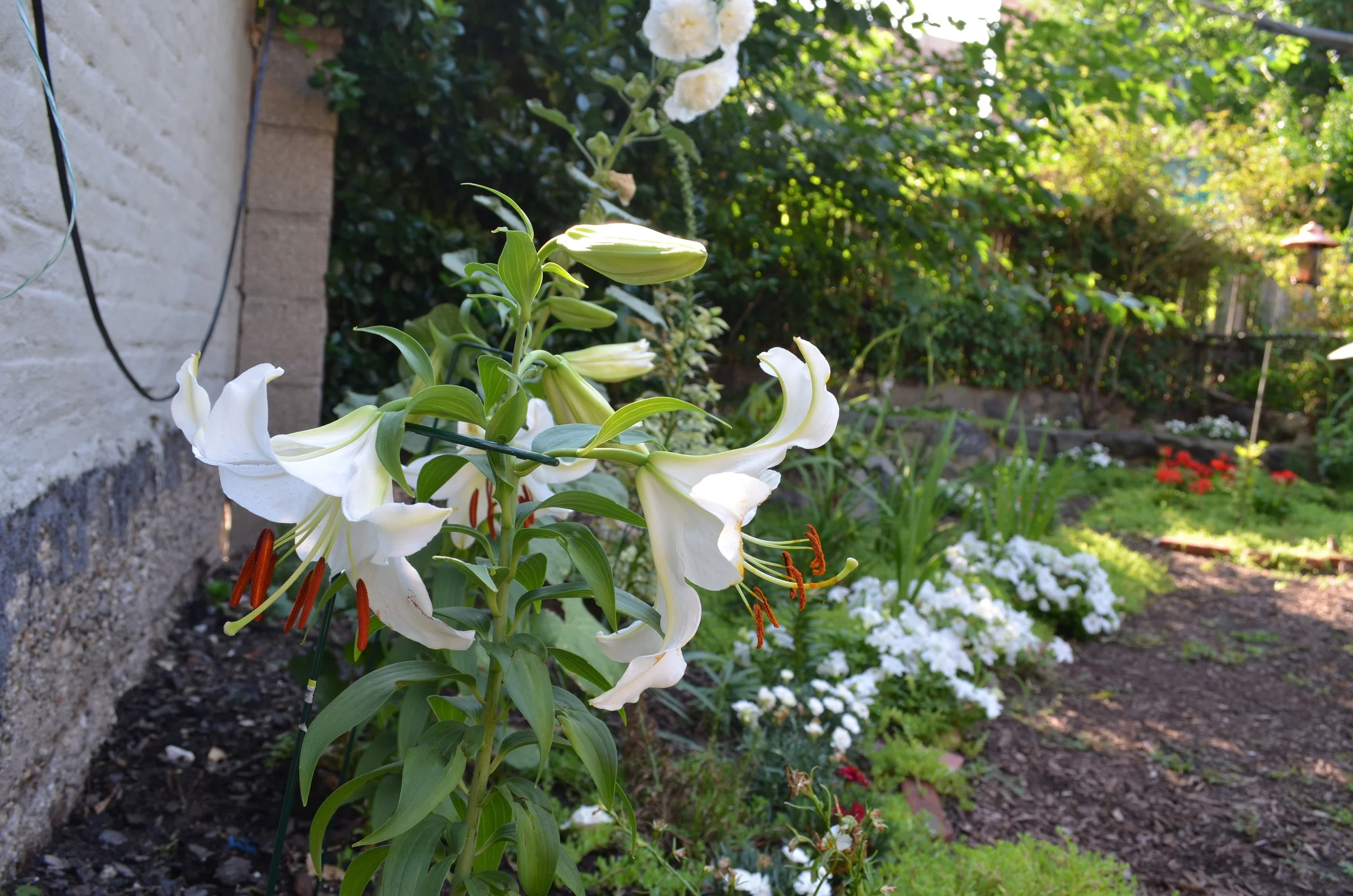 dsc_0384.jpg