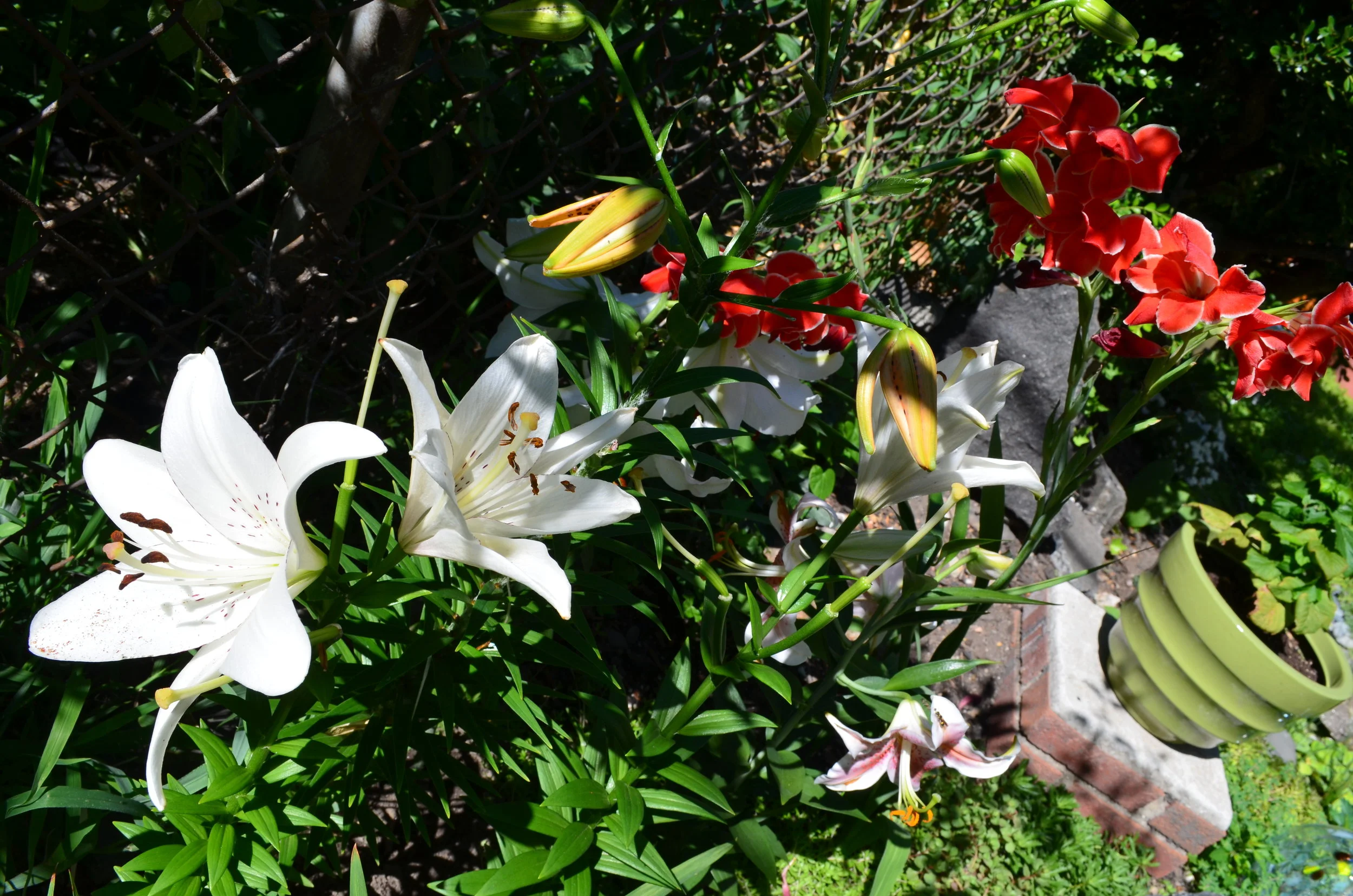 dsc_1033.jpg