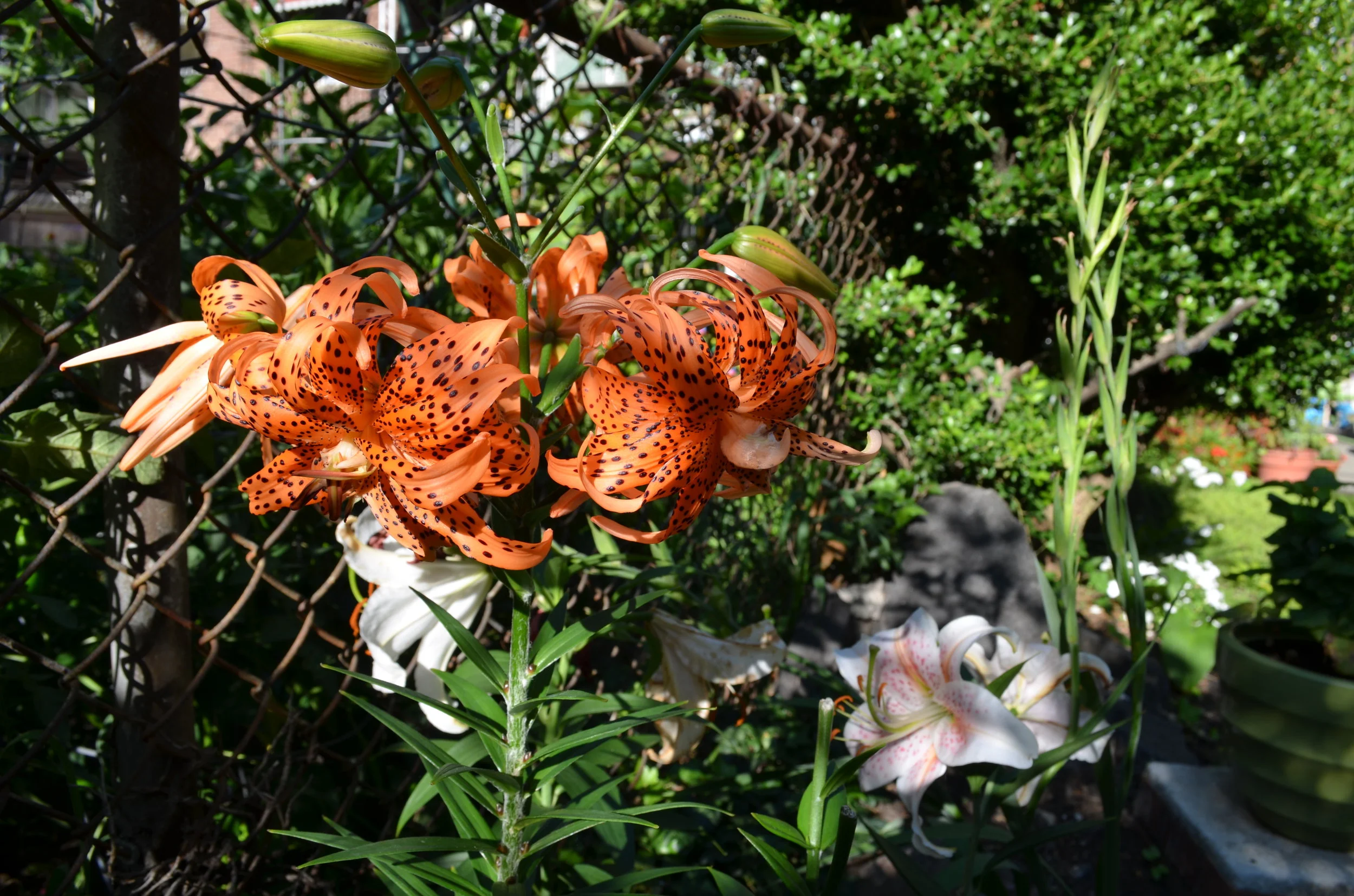dsc_1047.jpg