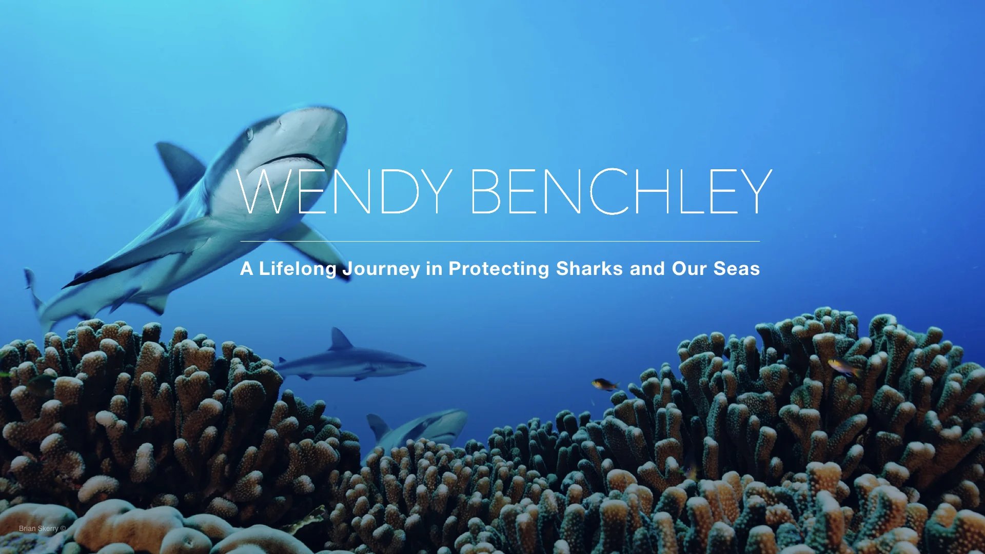   Wendy Benchley is a renowned global voice for protecting sharks and safeguarding our seas.   As a scuba diver for more than forty years, she has witnessed dramatic changes to our ocean’s wildlife and its habitats.   This has motivated her vigorous 