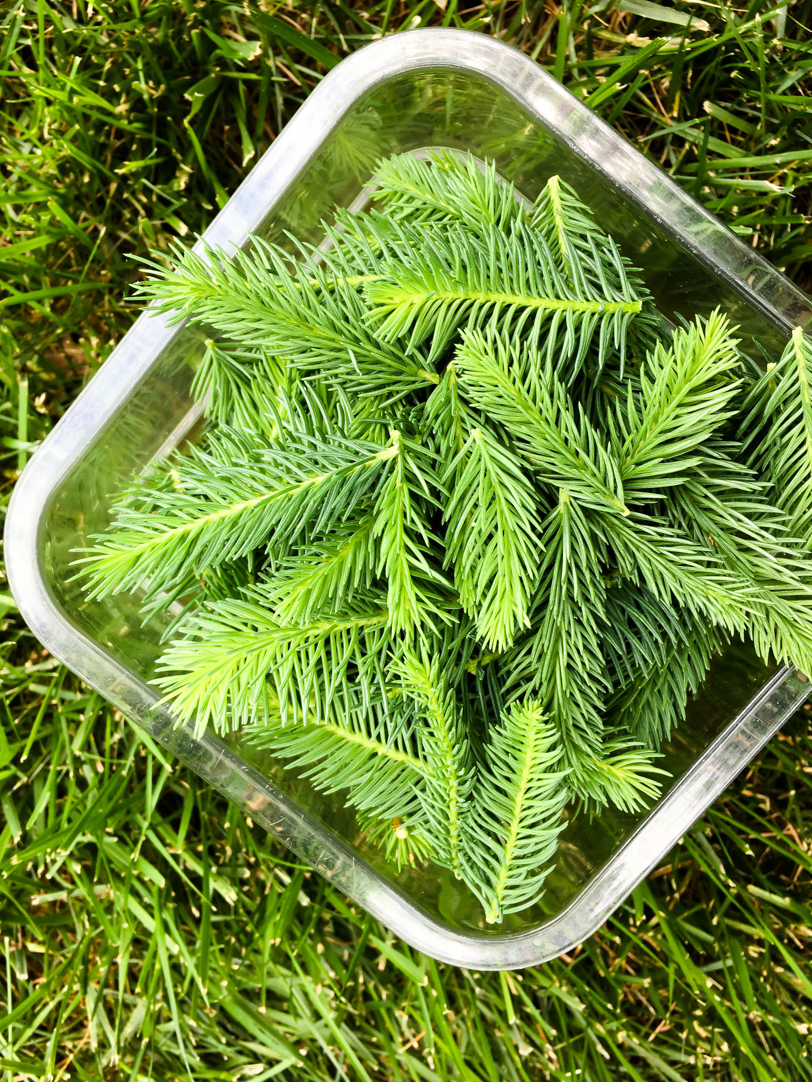 spruce tips from the farm