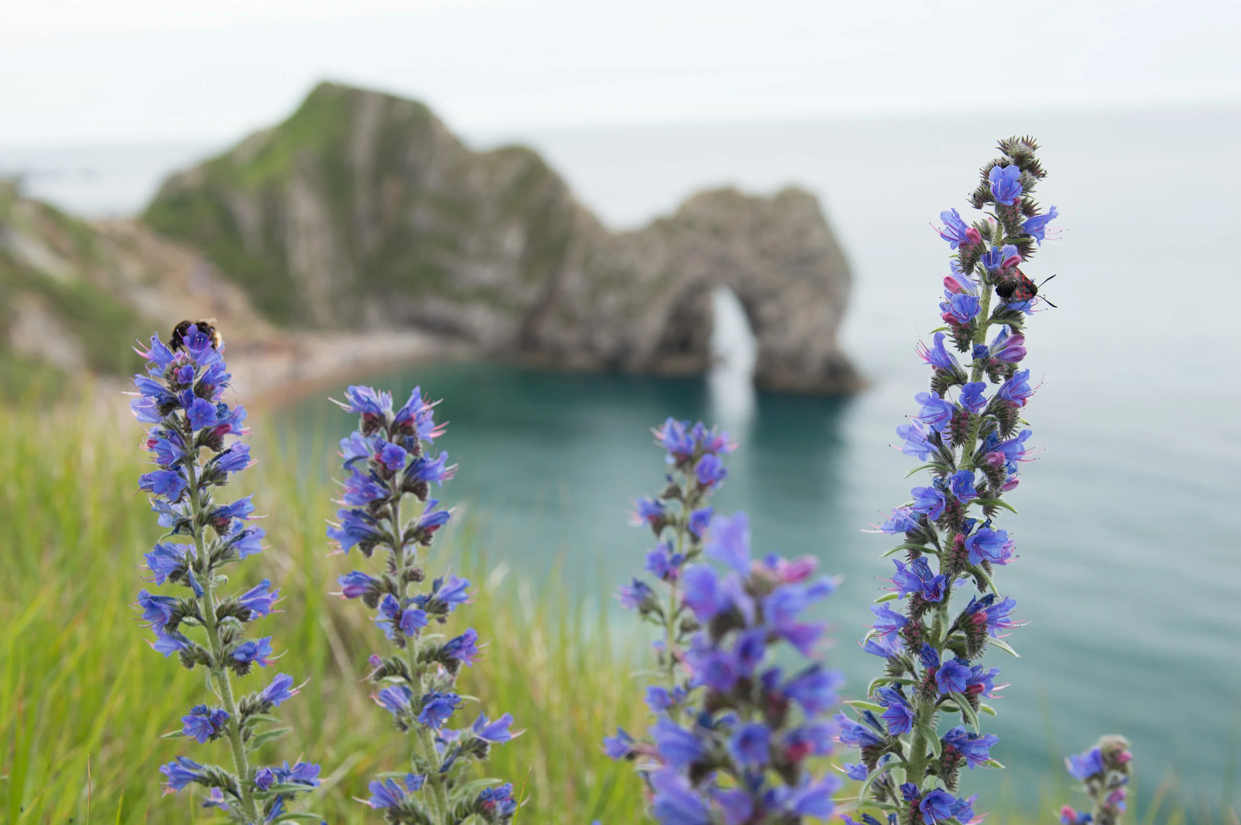 Durdle Door.jpg