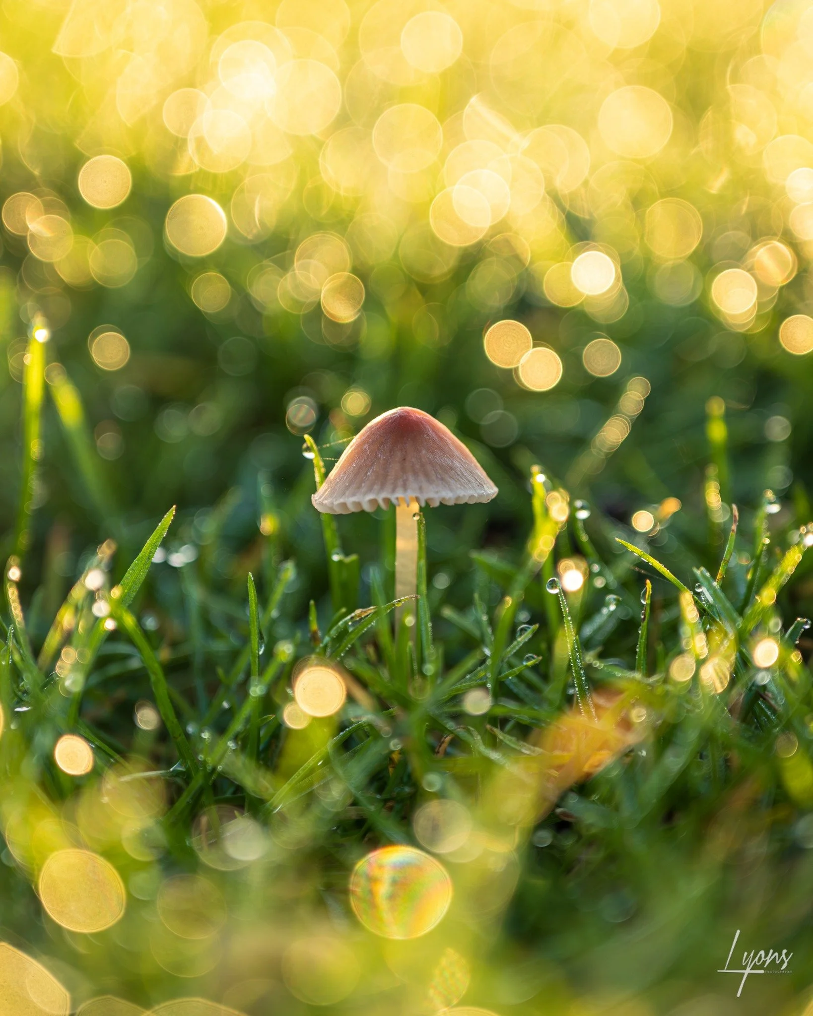 Bokeh overload! 
I went out Saturday morning with the intention of looking for some new ideas on shots in the mist but sadly there was very little mist around where I was but just as I thought the opportunity for something from the morning was gone I