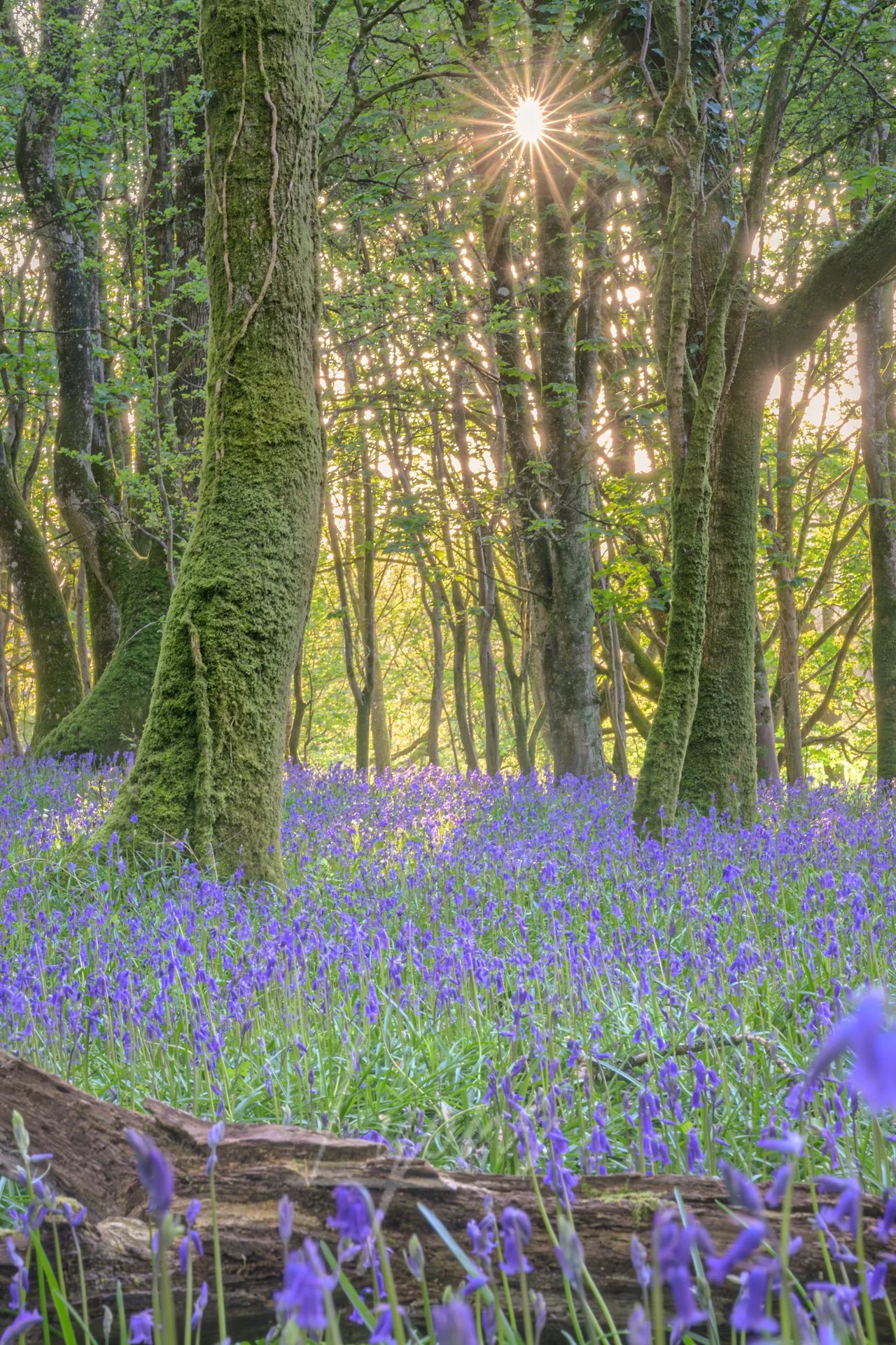 Bluebell forests