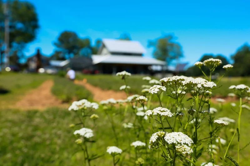 Gentle Harmony Farm-2.jpg
