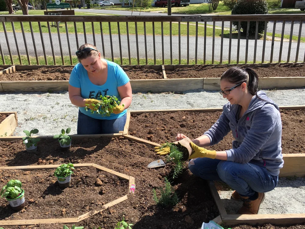 Transplanting in raised beds