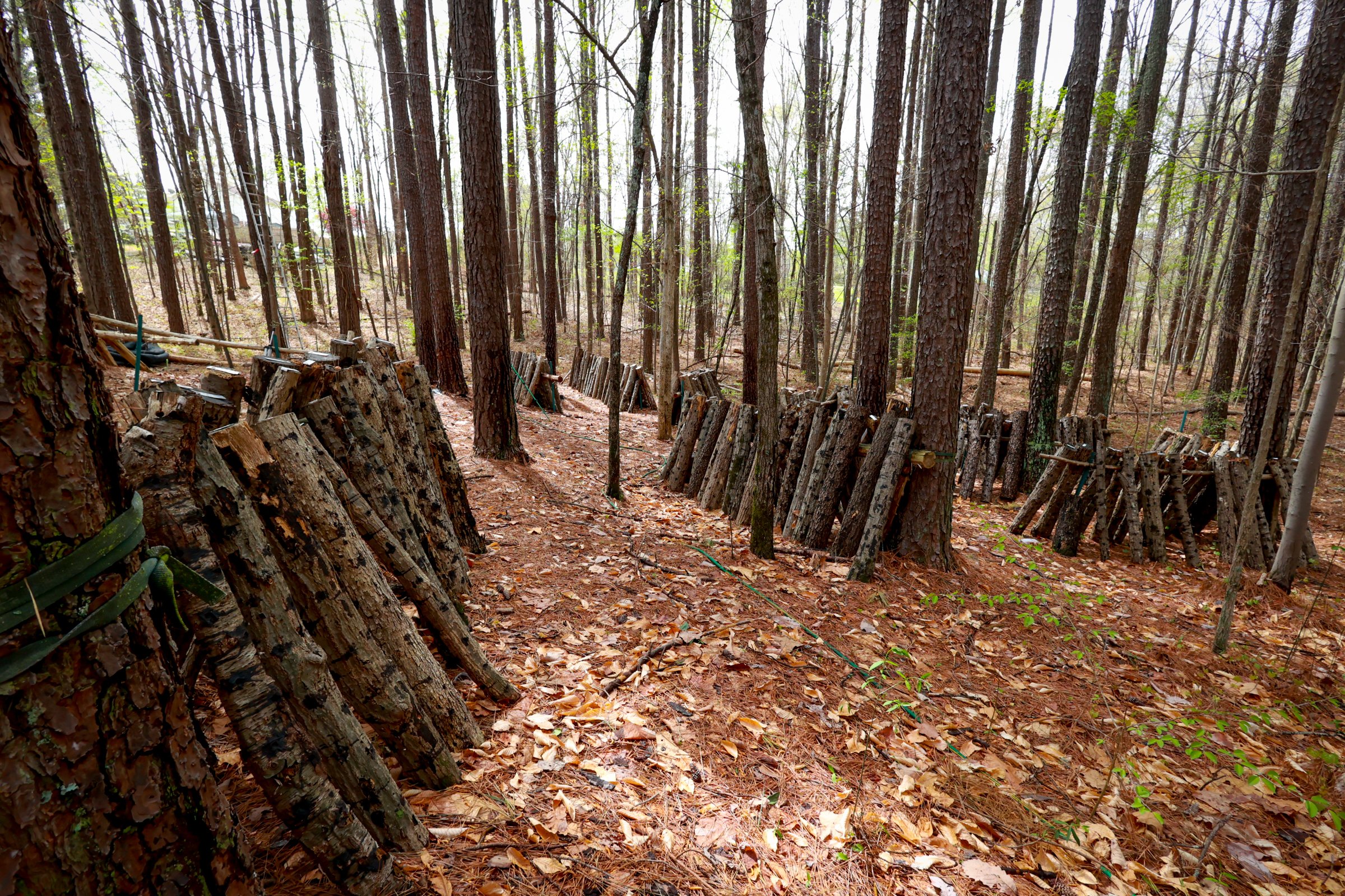 Mushroom log forest