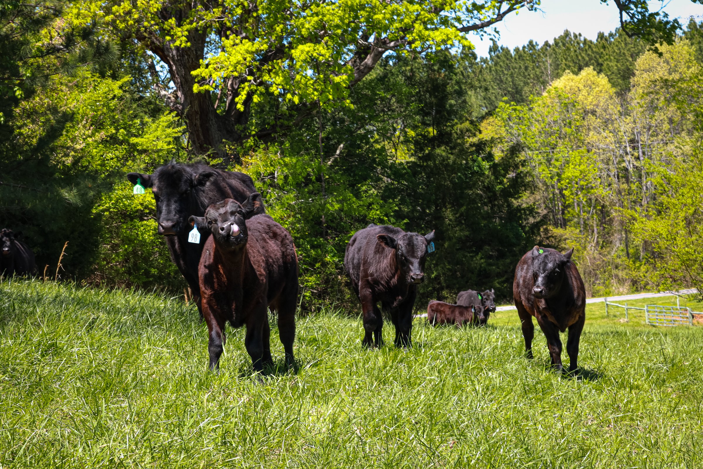 Black Angus Cattle