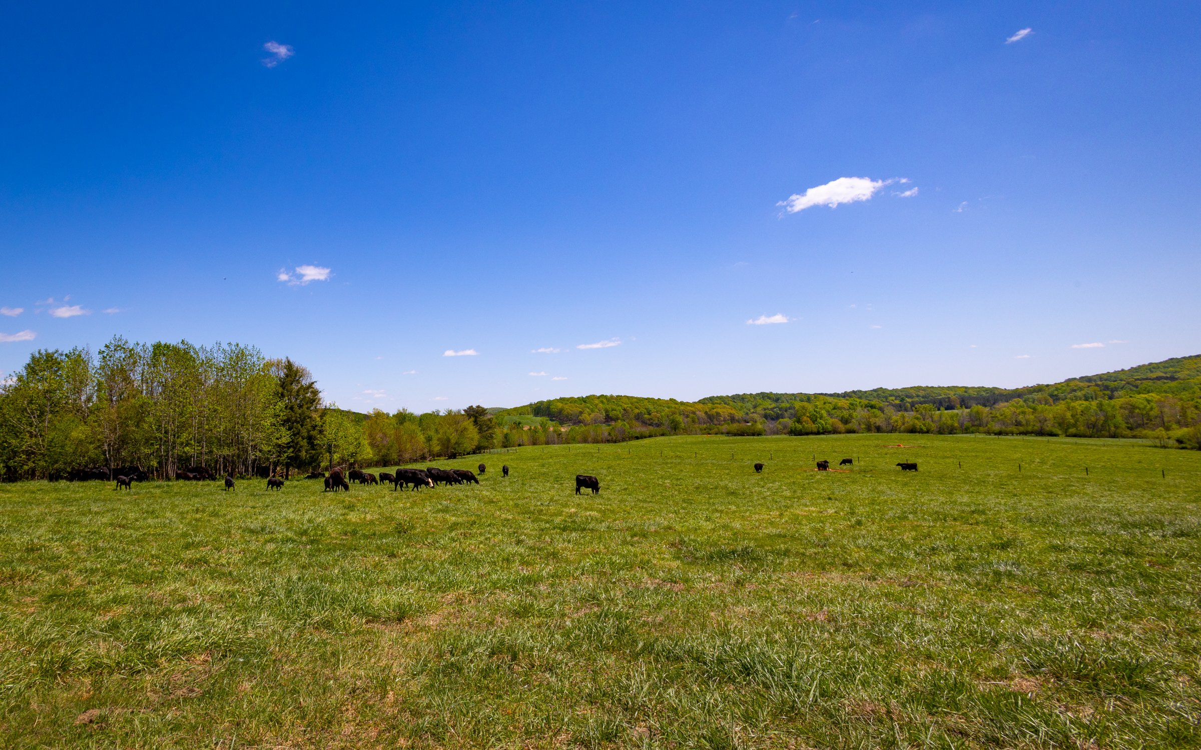 Beautiful pasture. Healthy pasture. Healthy Cows.