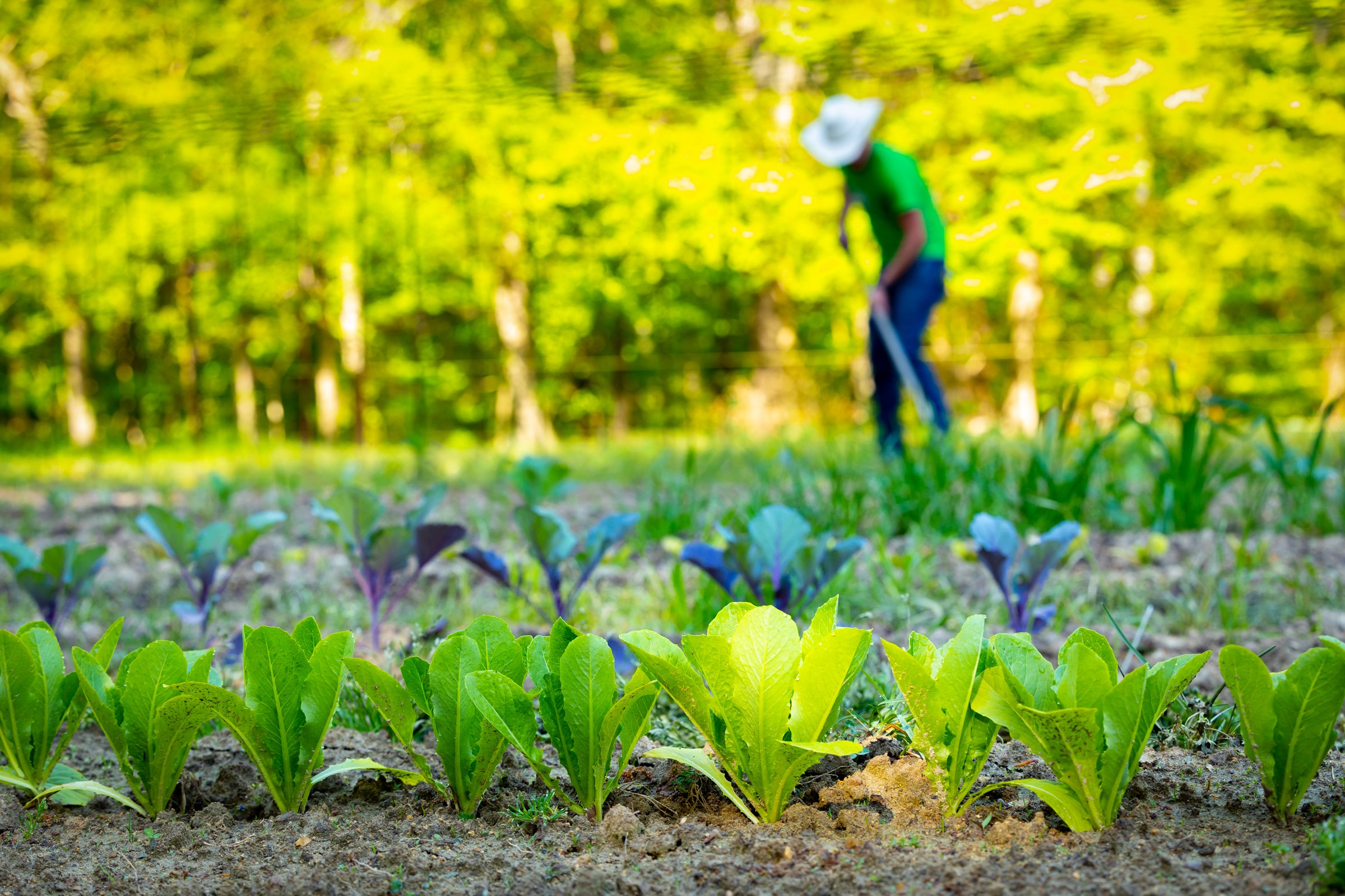 Expanding the market garden