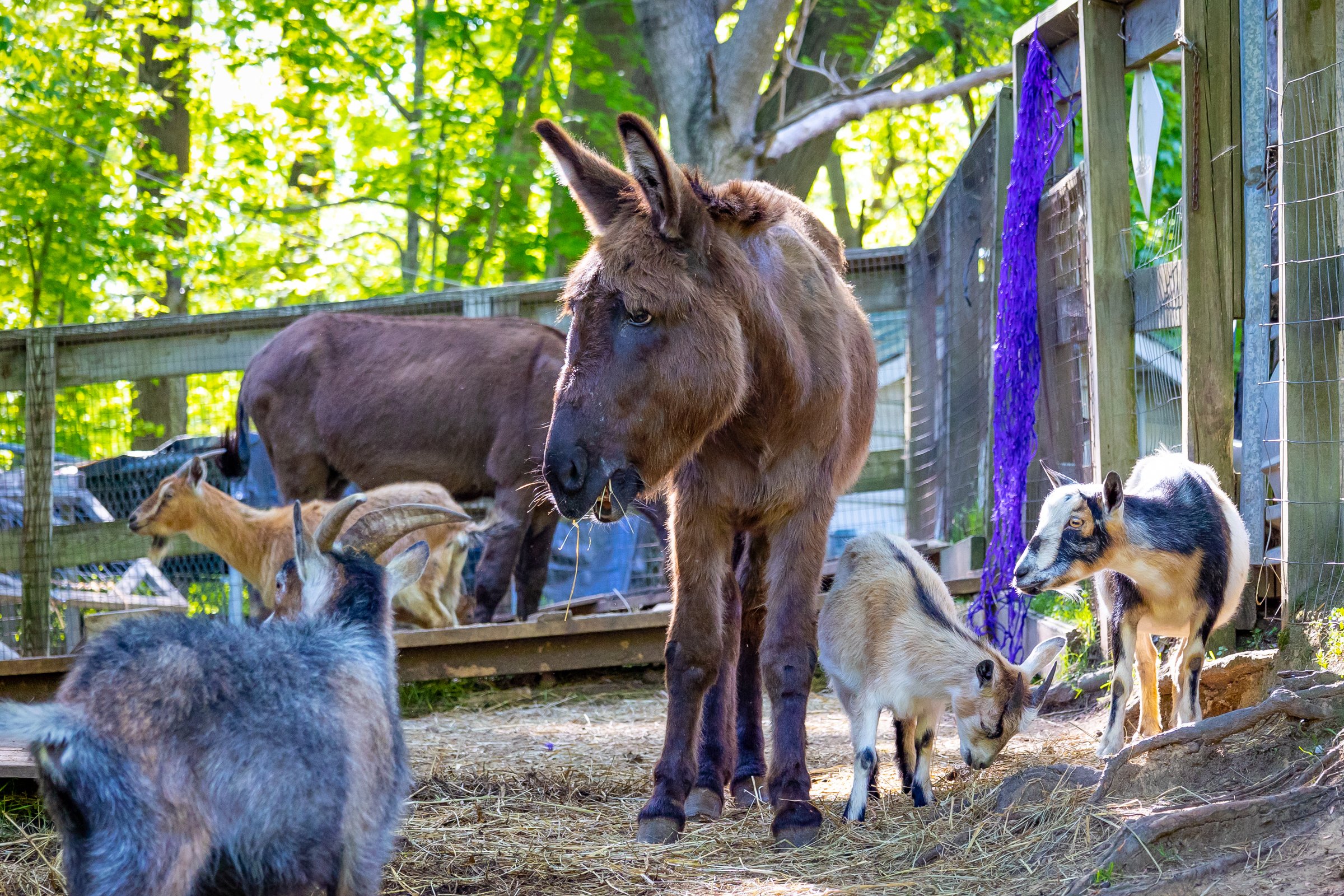 Goats and a donkey