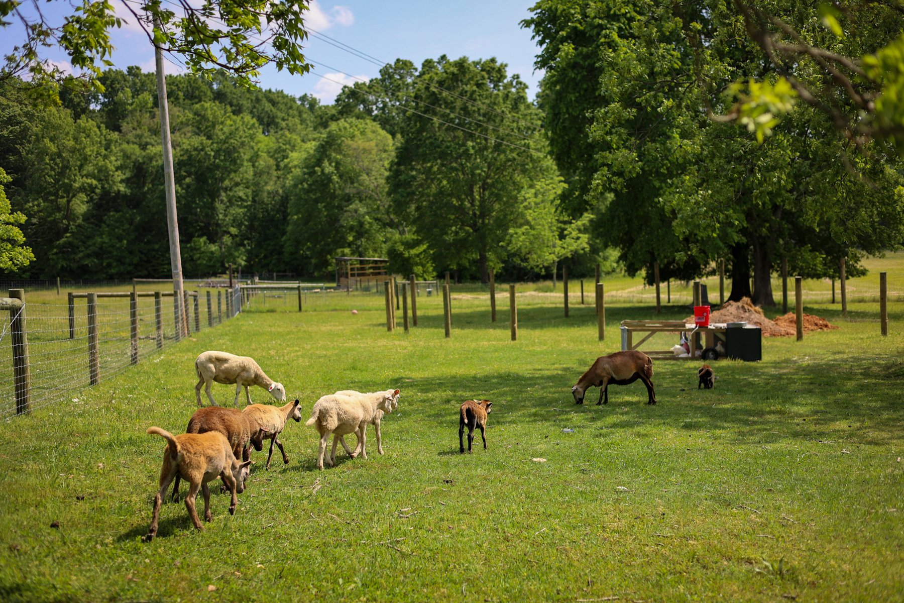 Sunflower Hill Farm-9.jpg