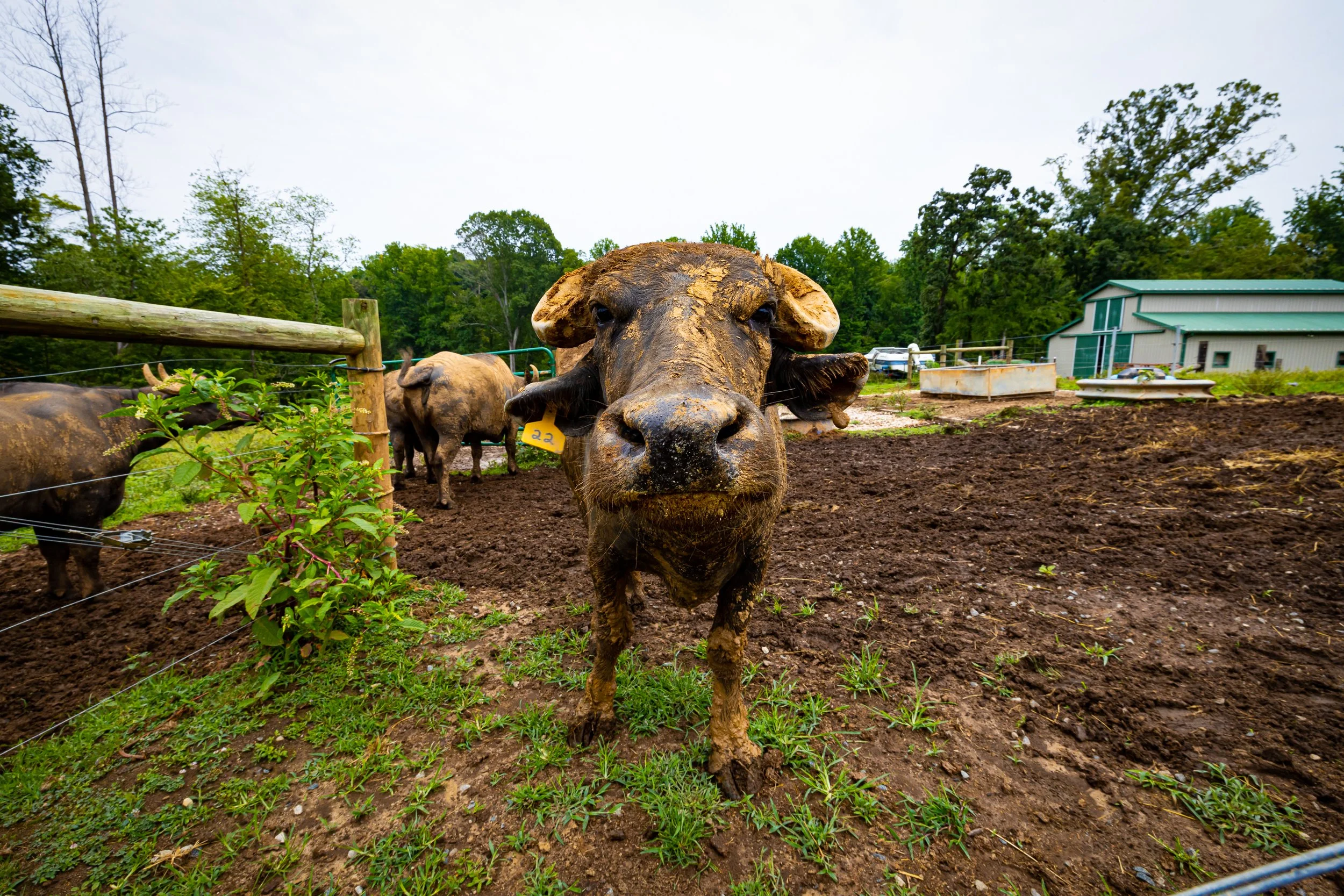 Fading D Farm-71.jpg