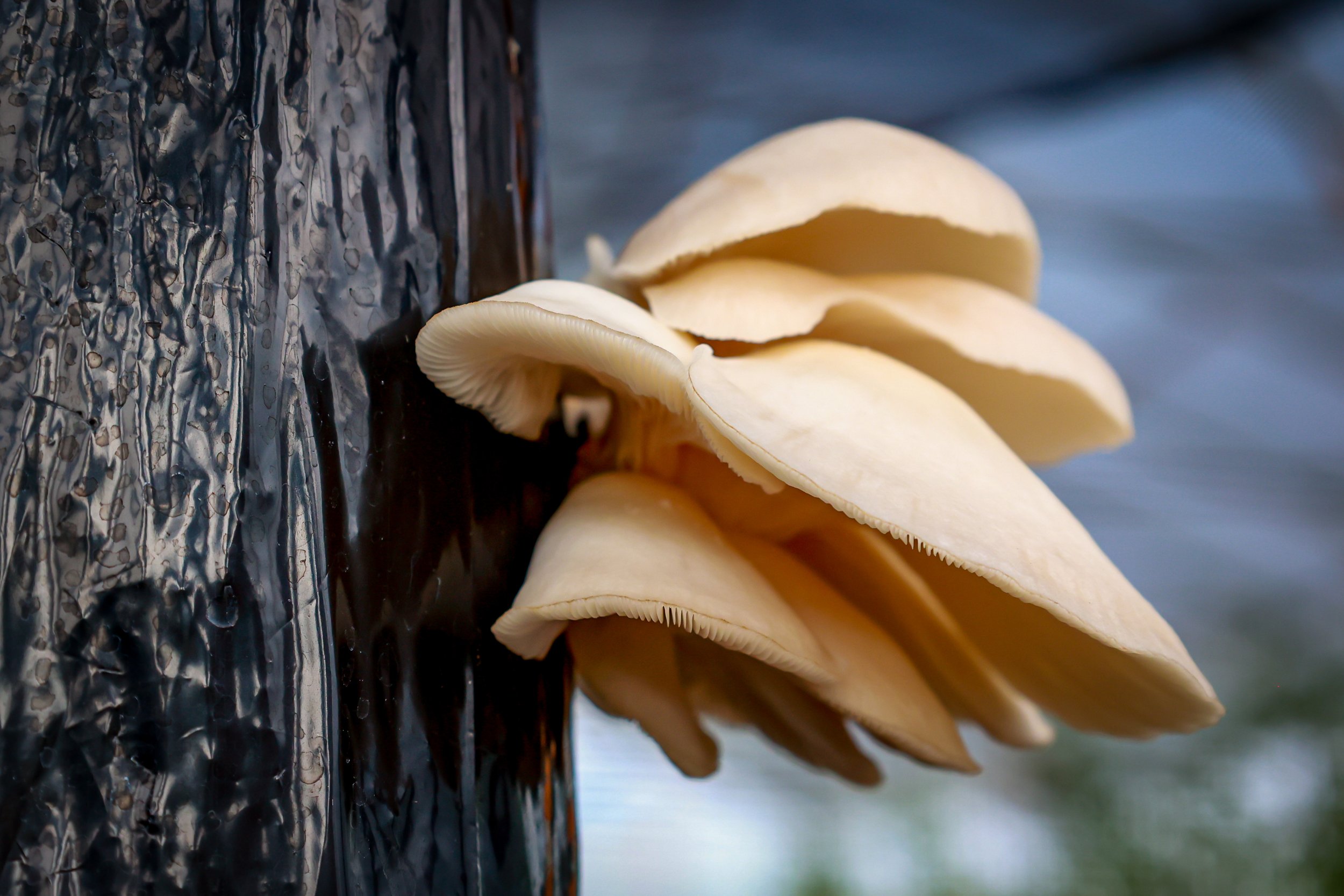 Garden Window Oyster mushrooms-3.jpg