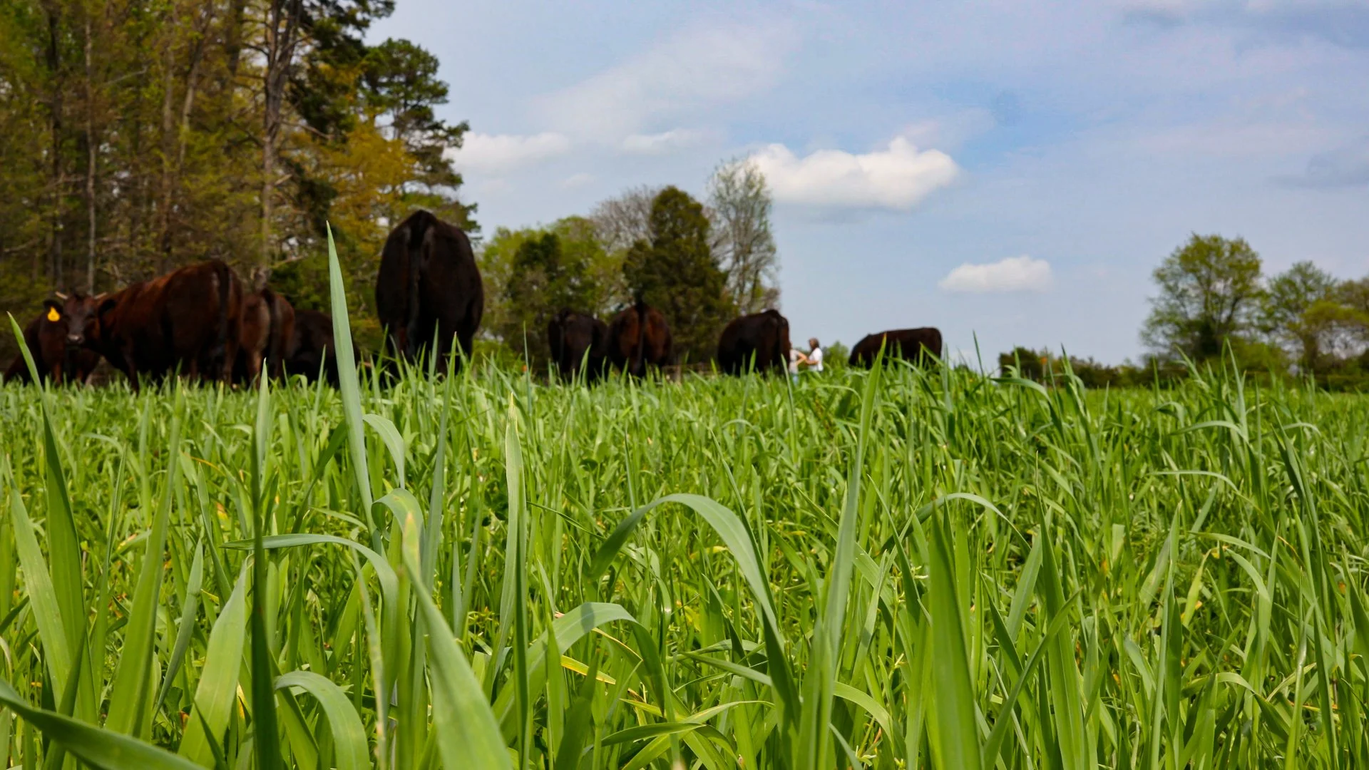 Healthy forage is the key to healthy cows.