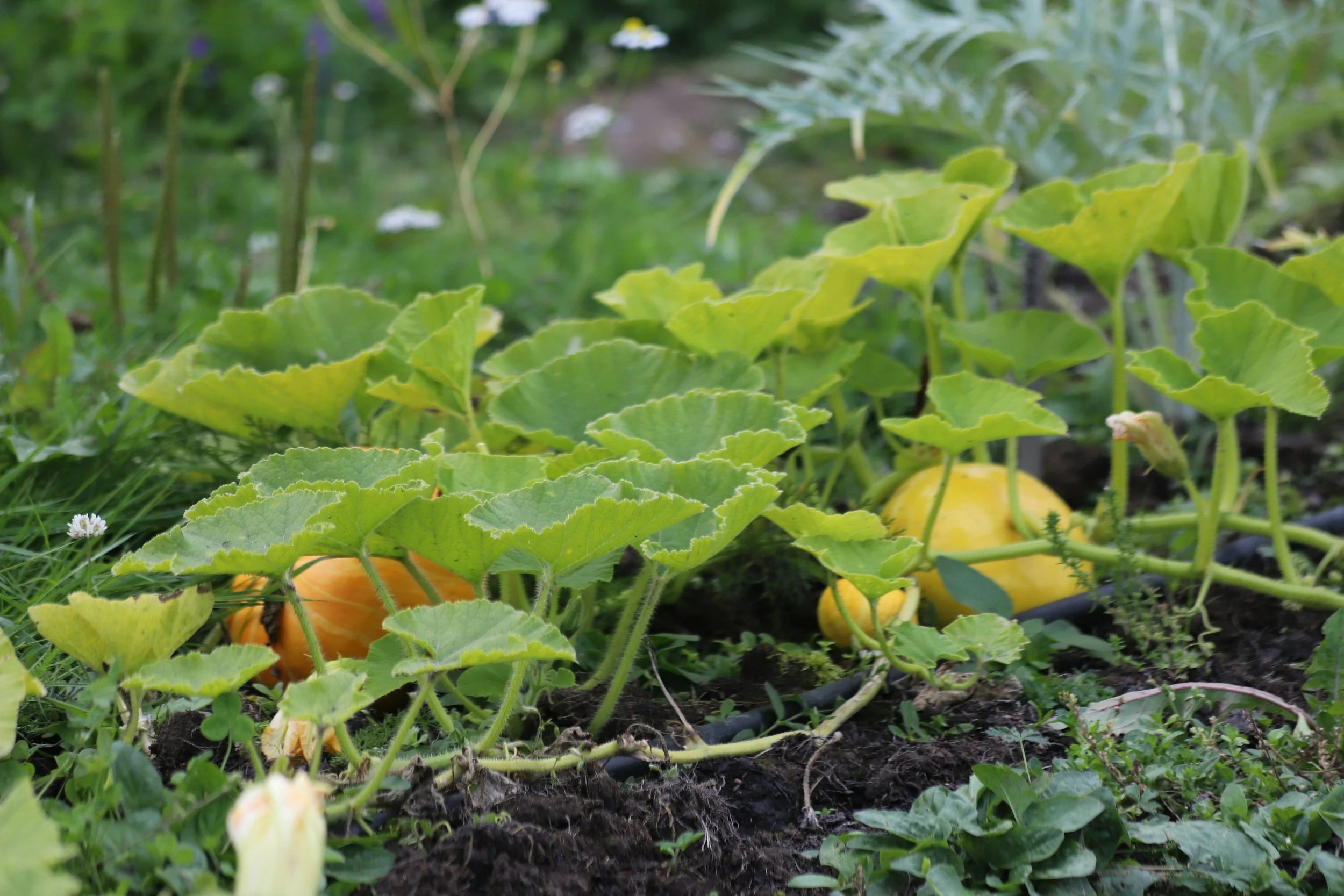 North Carolina Farm School (NCFS)