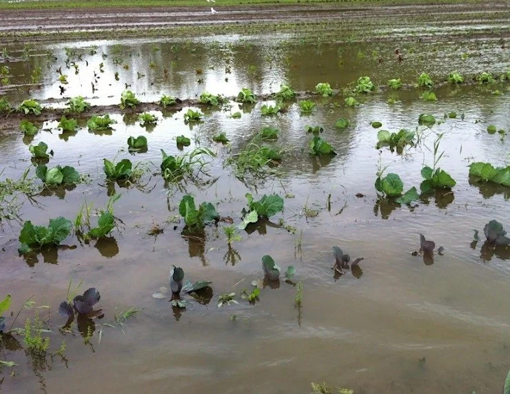 Disaster Risk Management Training for Farmers

Farmers across North Carolina&rsquo;s Piedmont region are invited to a two-part Disaster Risk Management Training designed to strengthen farm operations and build resilience against unexpected challenges