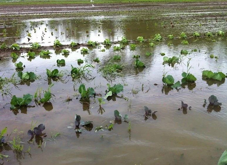 🌾 Disaster Risk Management Training for Farmers 🌾

Farmers across North Carolina&rsquo;s Piedmont region are invited to a two-part training designed to strengthen farm operations and prepare for unexpected challenges.

When &amp; Where:

Part 1: Fr