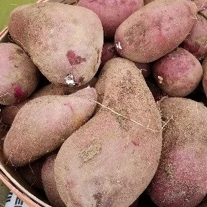 Seasonal &amp; Local in Davidson County! 🥕🍂
From crisp greens to winter squash, PiedmontFresh.com has local produce year-round. Support farmers and help make fresh food accessible to all!

.
.
.
#PiedmontFresh #EatLocalPiedmont #FreshFromTheFarm #S