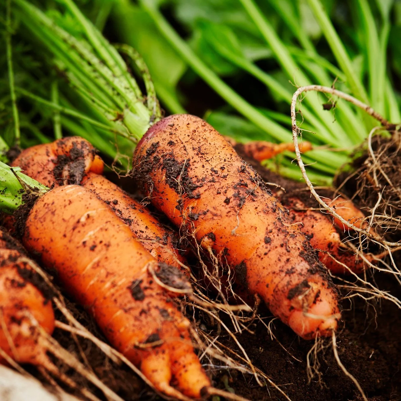 🌿 Explore the DCLFN Blog! 🌿

Discover the stories, tips, and flavors of Davidson County and beyond! Our blog is packed with:
🍅 Local farmer &amp; maker spotlights
🥕 Seasonal recipes using locally sourced Piedmont Fresh items
📖 How-to guides &amp