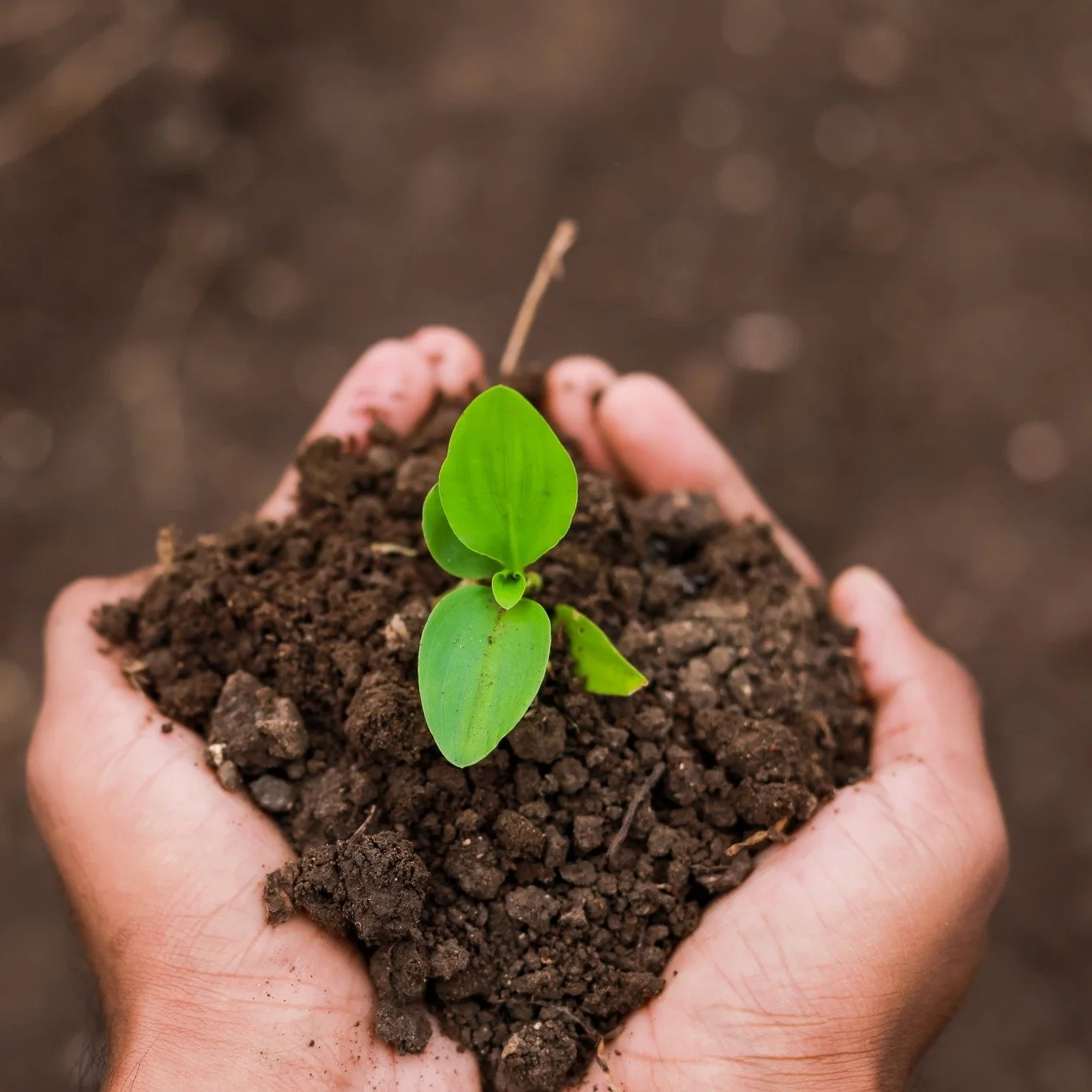 Did you know? Eating locally isn&rsquo;t just good for you &mdash; it supports community growth and local entrepreneurial farms, while keeping your taste buds happy! 🍓🥕

Want to start your own farm? Learn how on our website: https://www.davidsoncou