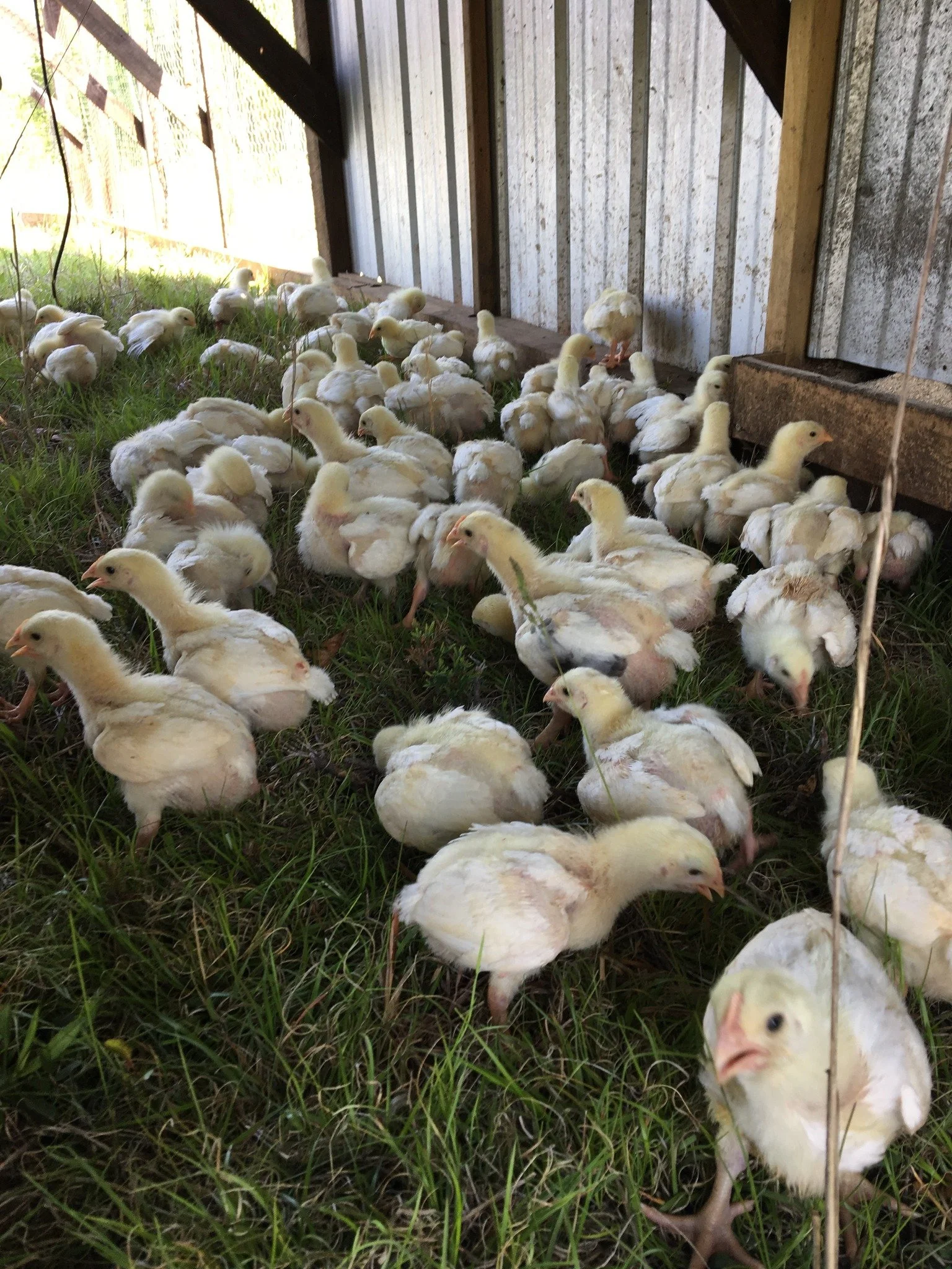 Local farms. Local food. Local impact.
At Davidson County Local Food Network, we connect growers, producers, and neighbors to build a thriving local food system. Every meal sourced locally is a step toward a healthier, stronger community.

Support yo