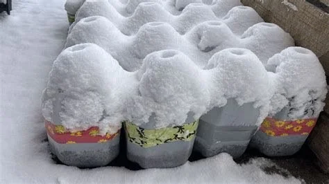 What is &ldquo;Winter Sowing&rdquo;?

Ever wondered how gardeners get a head start while it&rsquo;s still cold outside? Come learn the magic of winter sowing&mdash;a simple, low-effort way to start seeds using the season to your advantage. No grow li