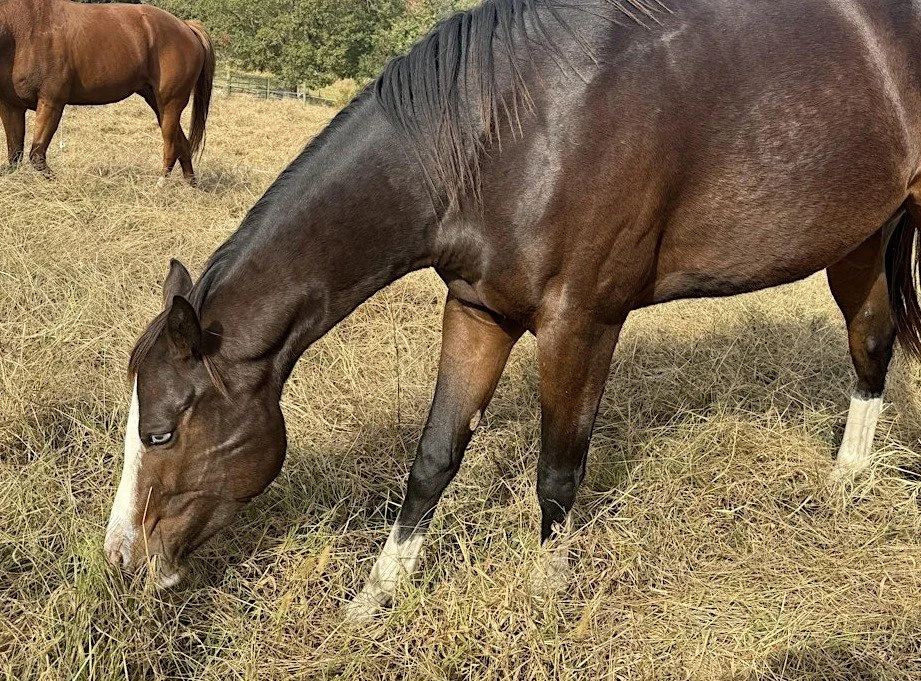📅 Mark Your Calendar!
Understanding Forage NSC &ndash; Davidson County
🗓 Monday, March 9, 2026
⏰ 6:30 PM &ndash; 8:00 PM (EDT)
📍 301 E Center St, Lexington, NC

Learn all about Non-Structural Carbohydrates in forages&mdash;sugars, starches, and ho