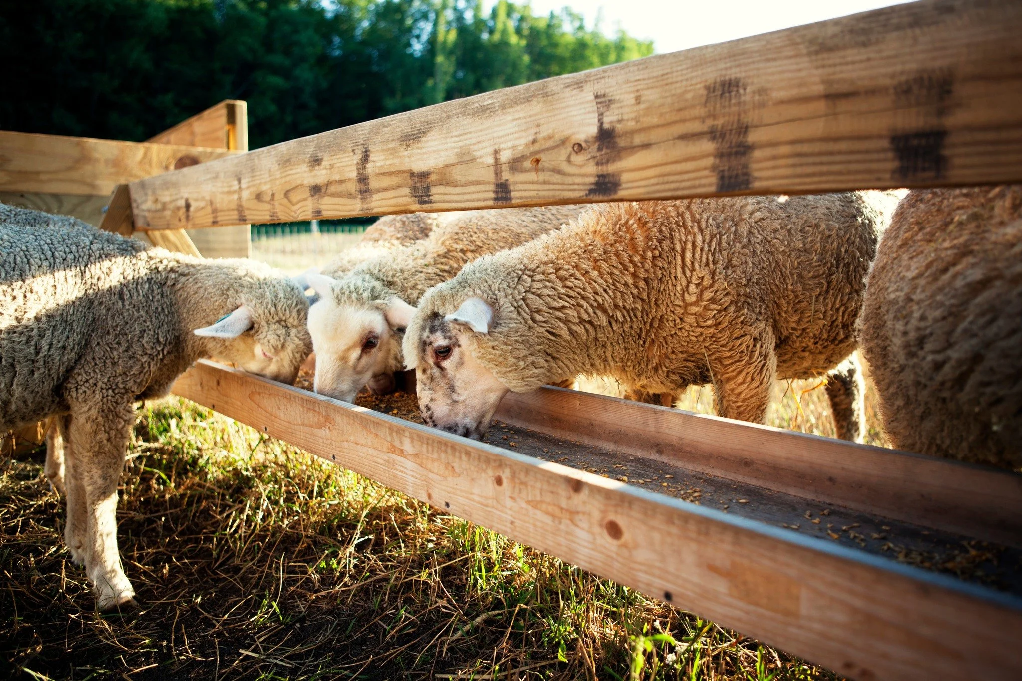 Calendar of Agriculture Events (DCLFN)
"Spring into local flavor! 🌱 Check out our Calendar of Agriculture Events to stay up to date on farm tours, workshops, markets, and more happening right here in Davidson County. There&rsquo;s something for