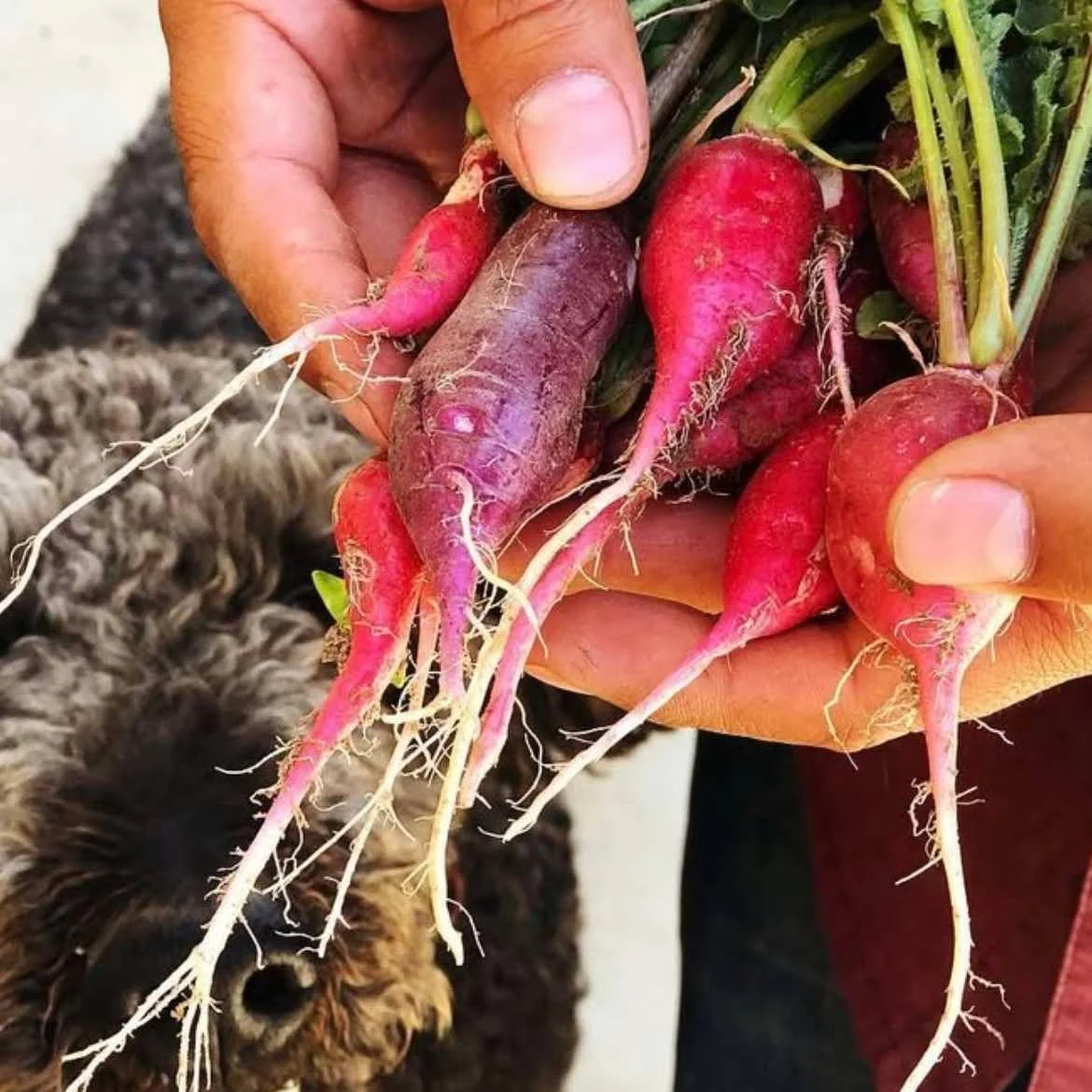 Looking for ways to dive into agriculture, food safety, webinars, and more? 🌱🍎💻

The DCLFN Calendar has it all! From farm tours and educational webinars to local food events, you&rsquo;ll find opportunities to learn, connect, and support our regio