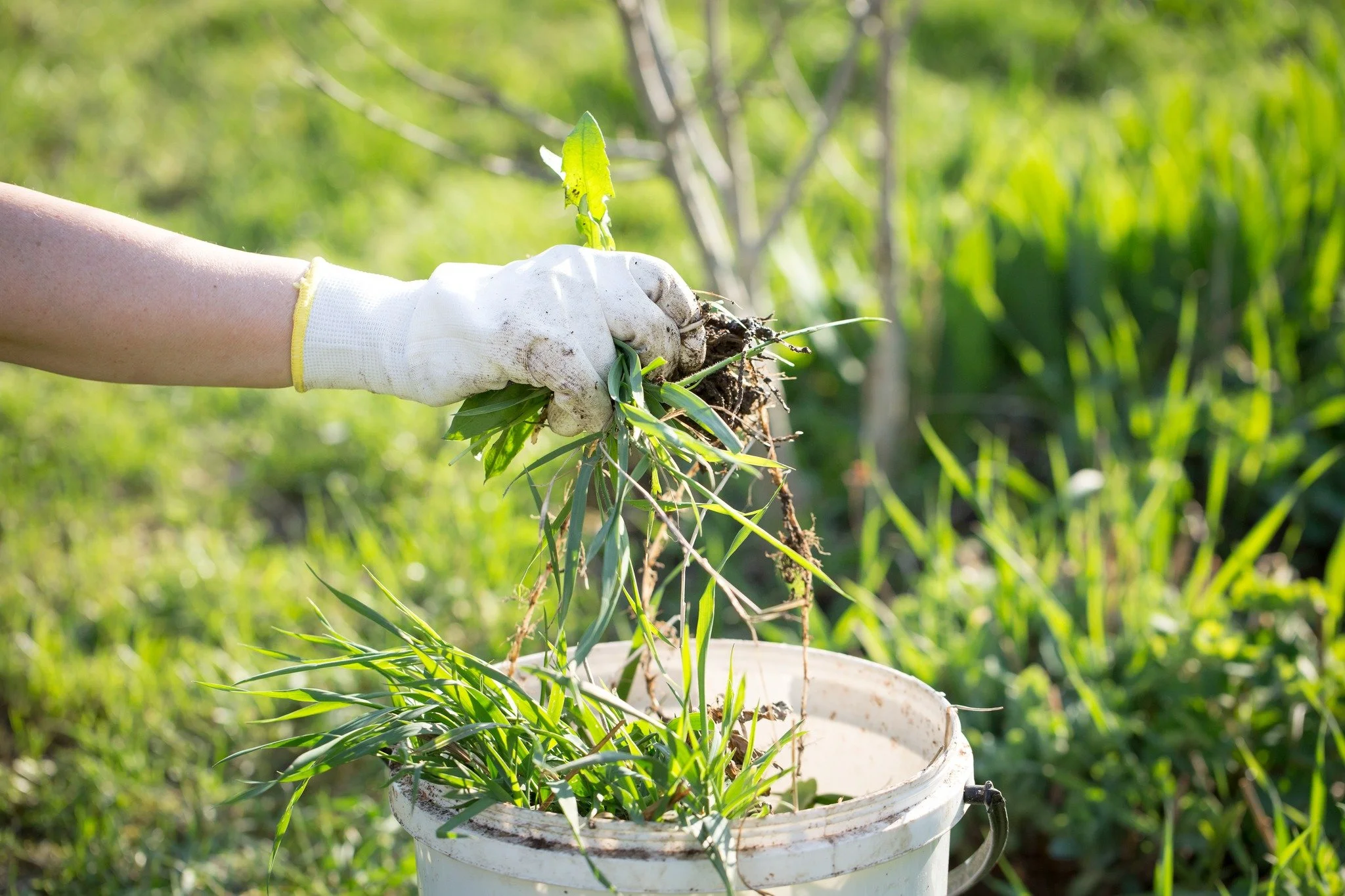 Organic Weed Management Webinar Series &mdash; Free Learning Opportunity for Farmers

The Carolina Farm Stewardship Association (CFSA) is hosting a free spring webinar series designed to help farmers manage weeds using organic practices and build an 