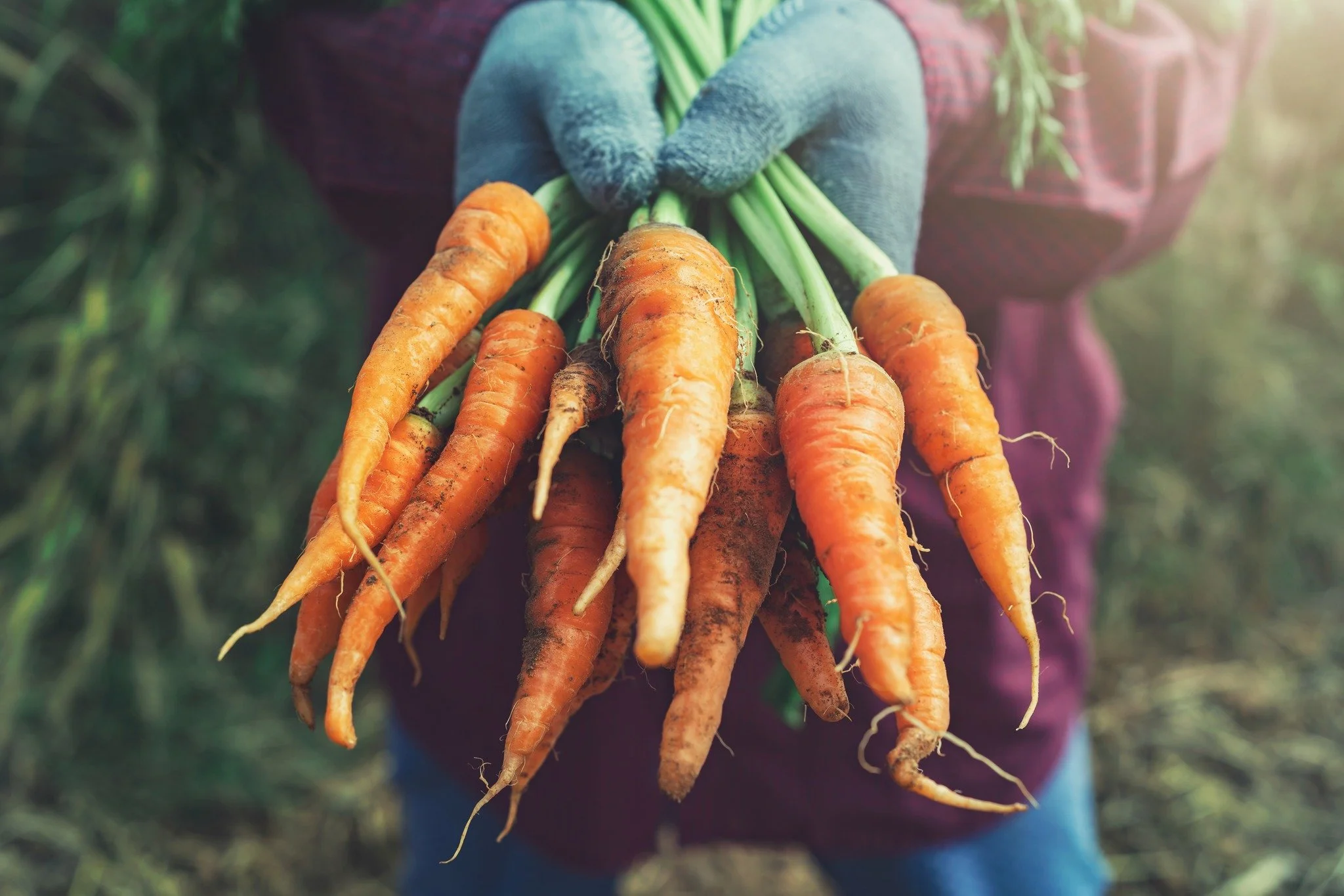 Get the most out of your carrots - root to tip! 🥕

Did you know you can enjoy every part of this crunchy veggie? Roast the roots, saut&eacute; the greens, or blend them into soups and smoothies. Using the whole carrot reduces waste and packs even mo