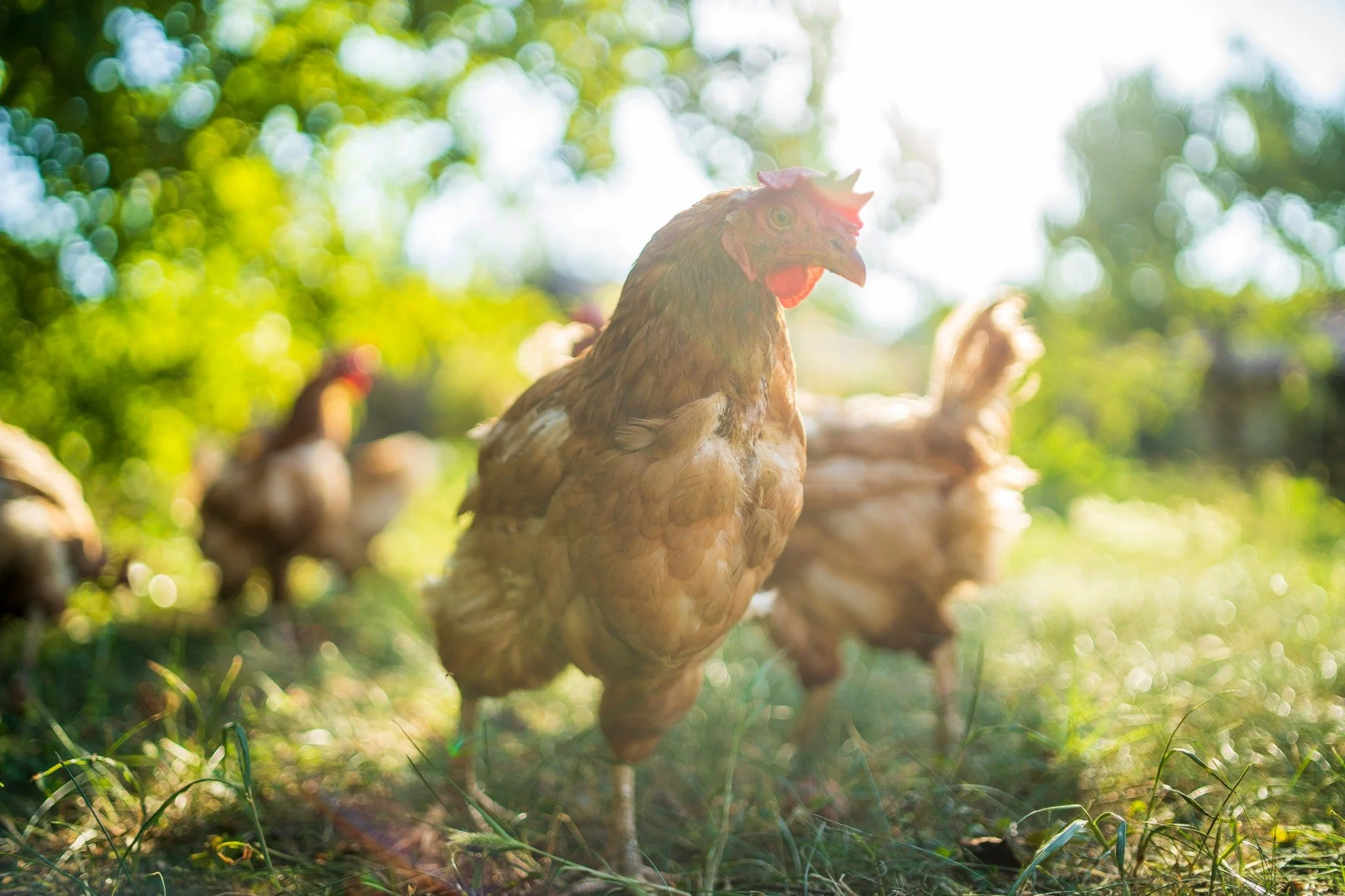 Selling eggs, meat, or poultry in North Carolina? 🥚🍗

Farmers can get essential resources and guidance from a helpful guide developed by Debbie Roos, Agricultural Extension Agent for Chatham County. It covers everything you need to know to sell egg