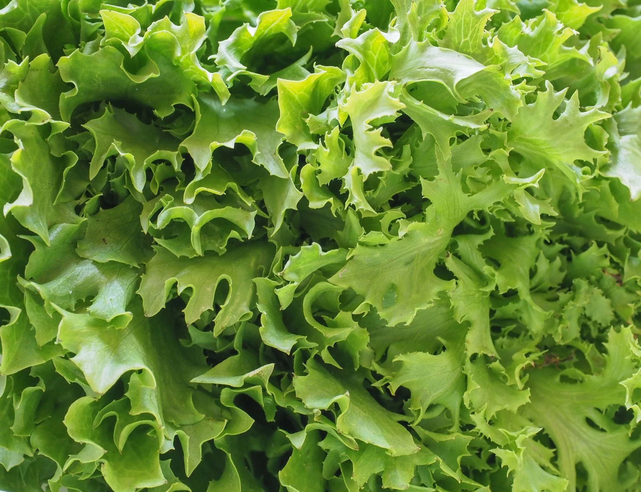 Spring is in full swing in Davidson County, NC, and our local farms are gearing up with a delicious lineup of fresh, cool‑season crops you&rsquo;ll want to look for at markets and on farm stands!

🌿 Greens Galore &mdash; crisp lettuce, spinach, kale